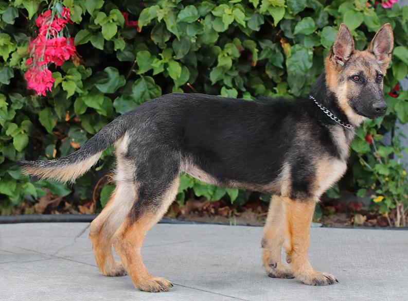 *Cali von Calau photo 6