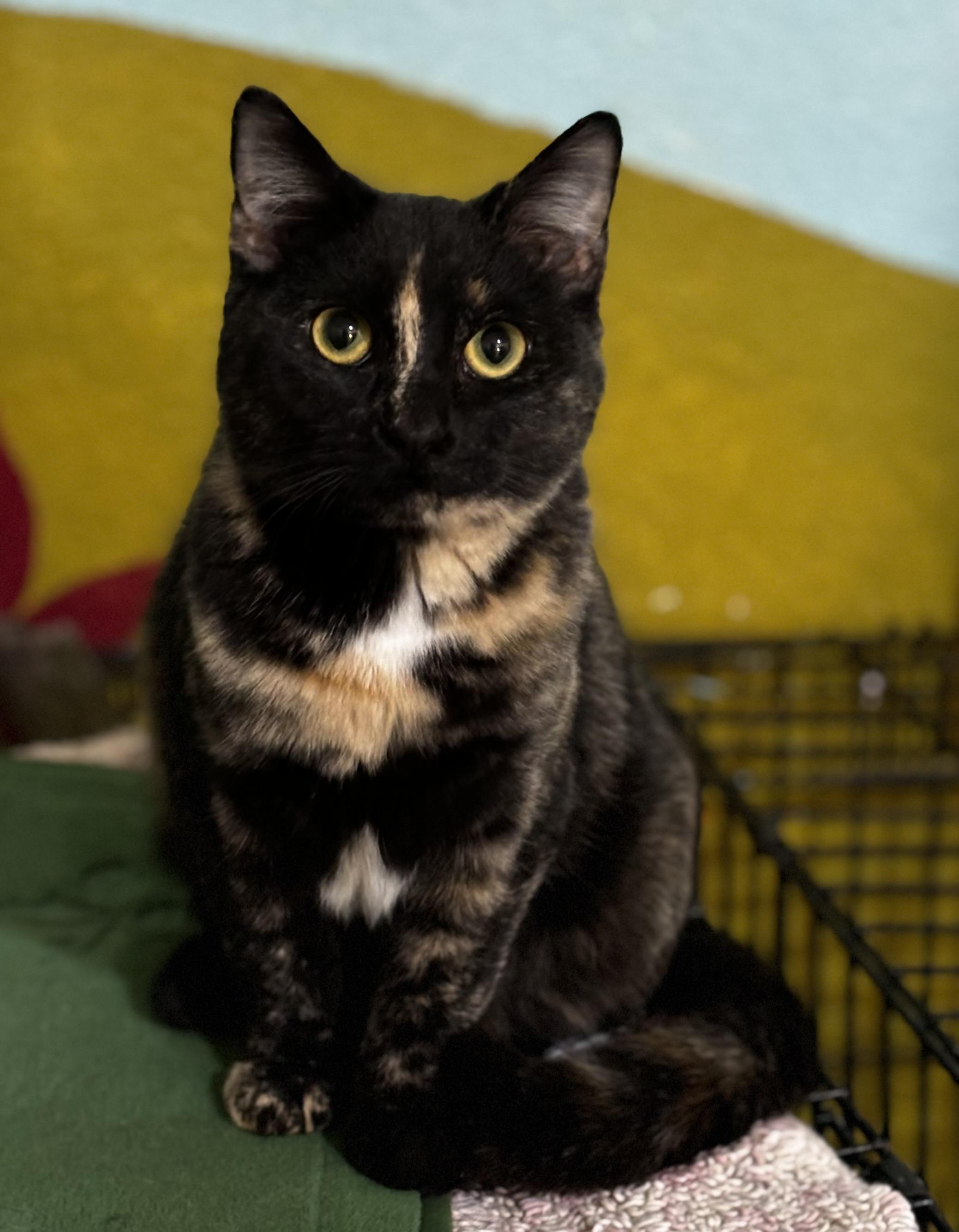 Phoebe, Adopted, Young Female Tortoiseshell.