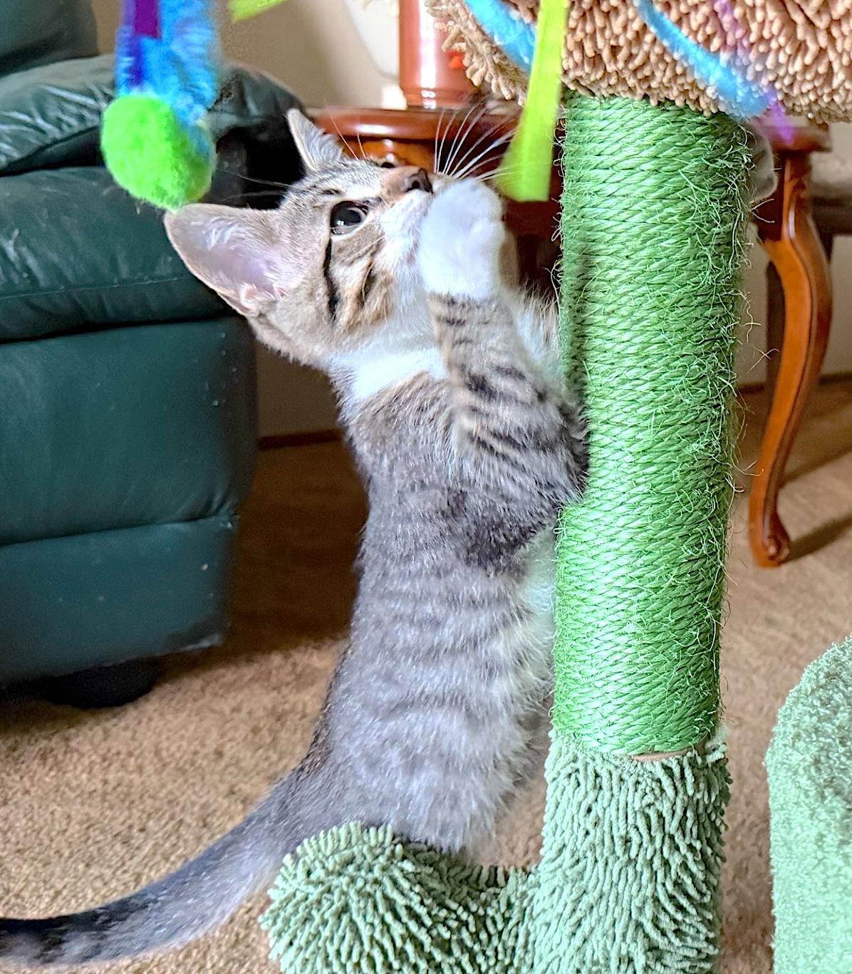 Nali, Adopted, Kitten Male Domestic Short Hair.