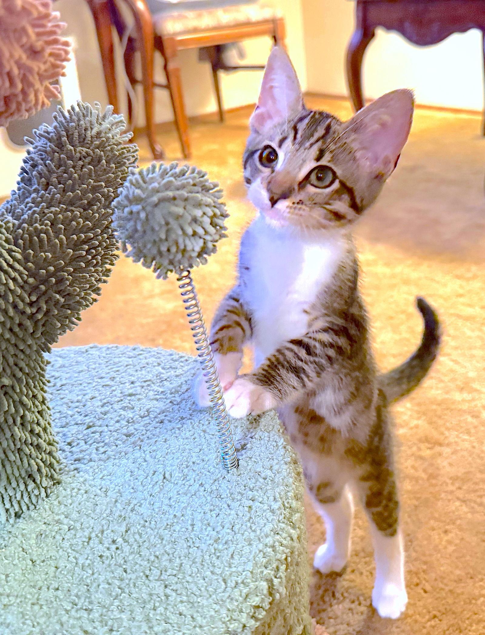 Enlarge Nali, a Adopted Domestic Short Hair in Fremont, CA image 2/3