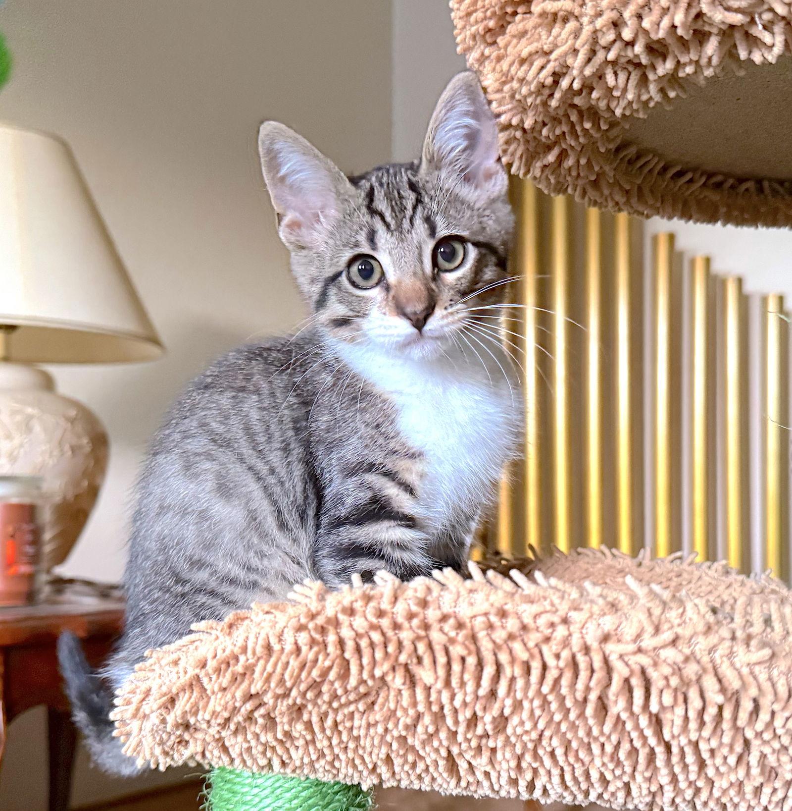 Enlarge Nali, a Adopted Domestic Short Hair in Fremont, CA image 3/3