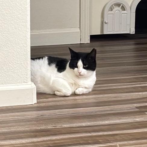 Vaquita, a Adoptable Domestic Short Hair in Redwood City, CA image 3/3