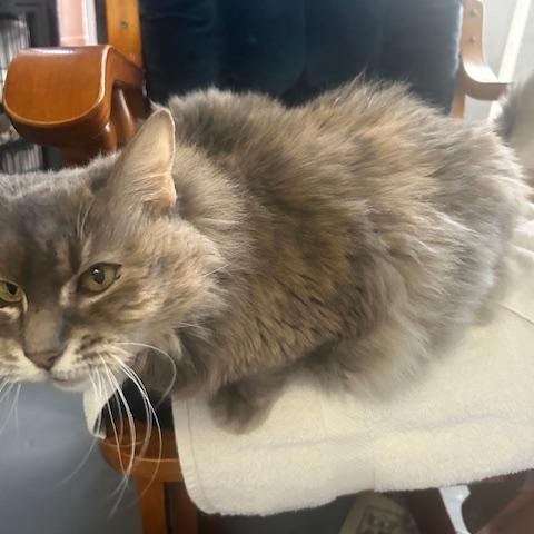 Sadie, ADOPTABLE, Adult Female Maine Coon.