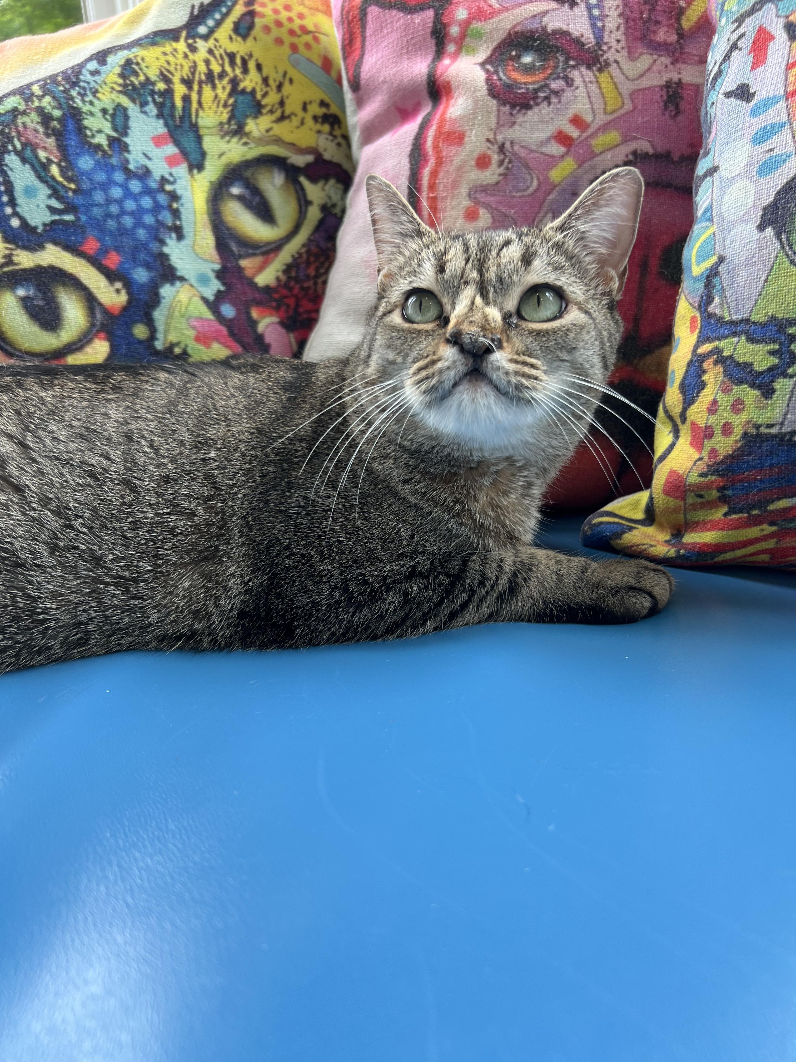 Enlarge Kiwi, a ADOPTABLE American Shorthair in Gaithersburg, MD image 4/4