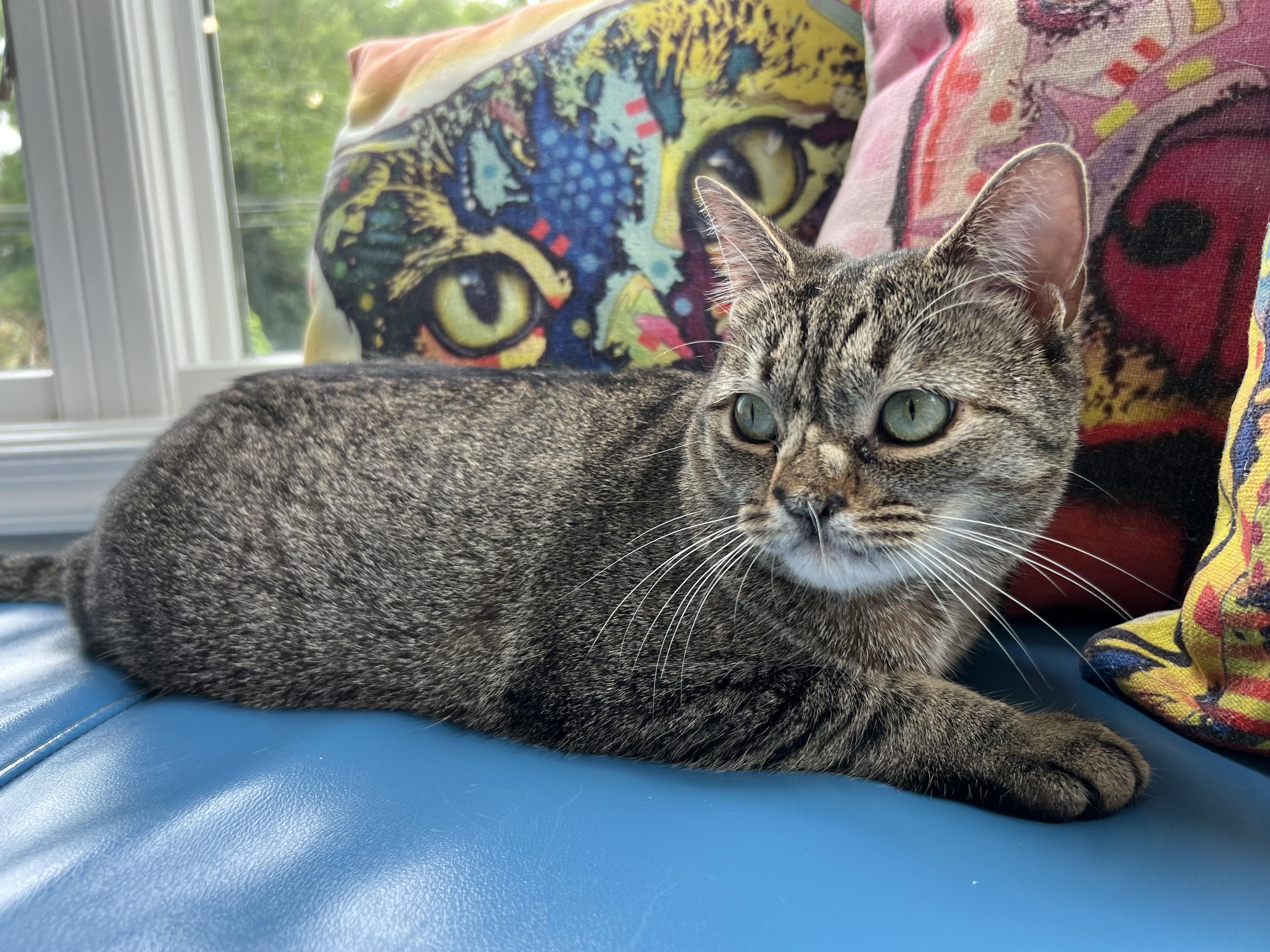 Enlarge Kiwi, a ADOPTABLE American Shorthair in Gaithersburg, MD image 1/4