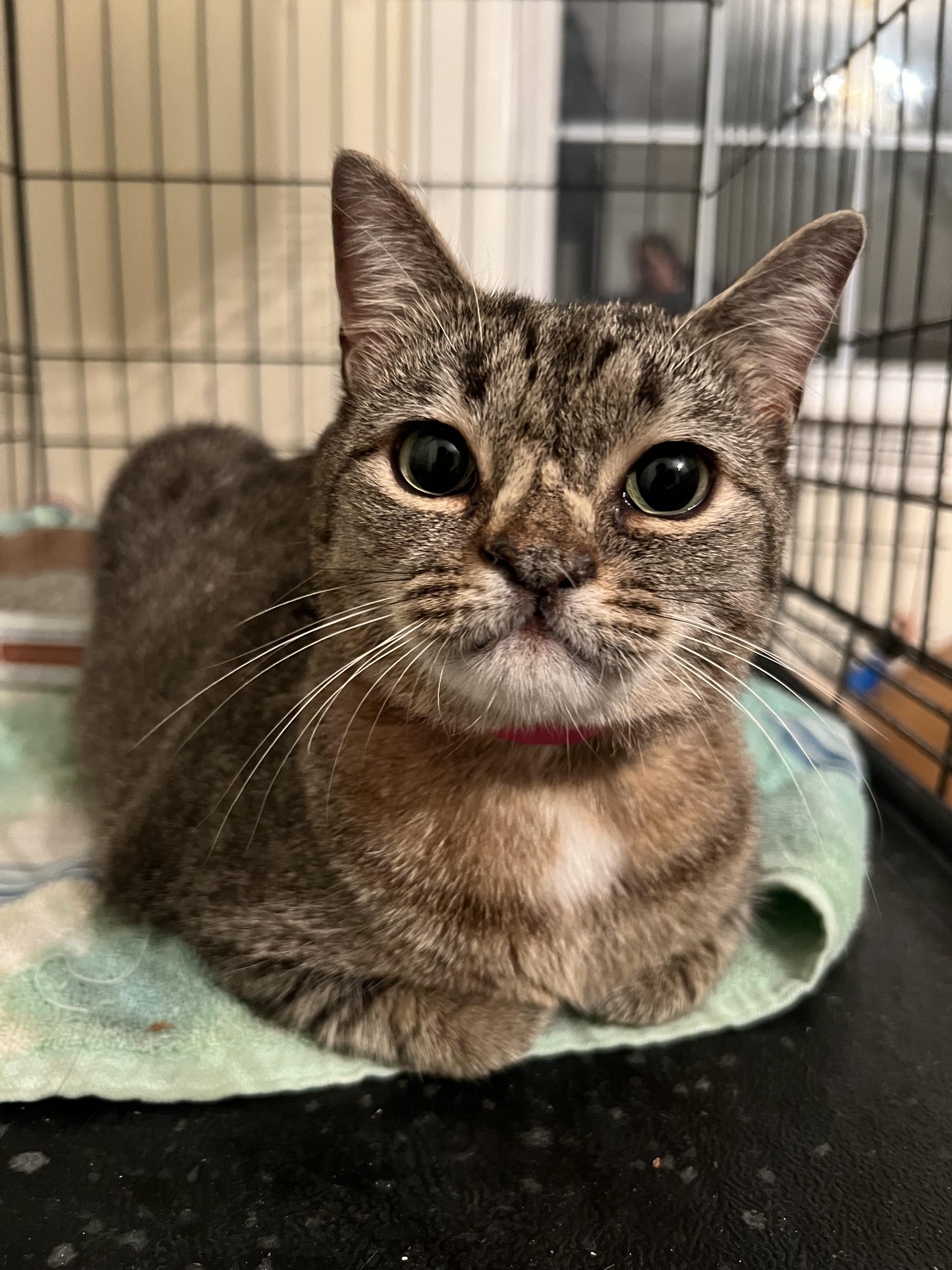 Kiwi, ADOPTABLE, Adult Female American Shorthair.
