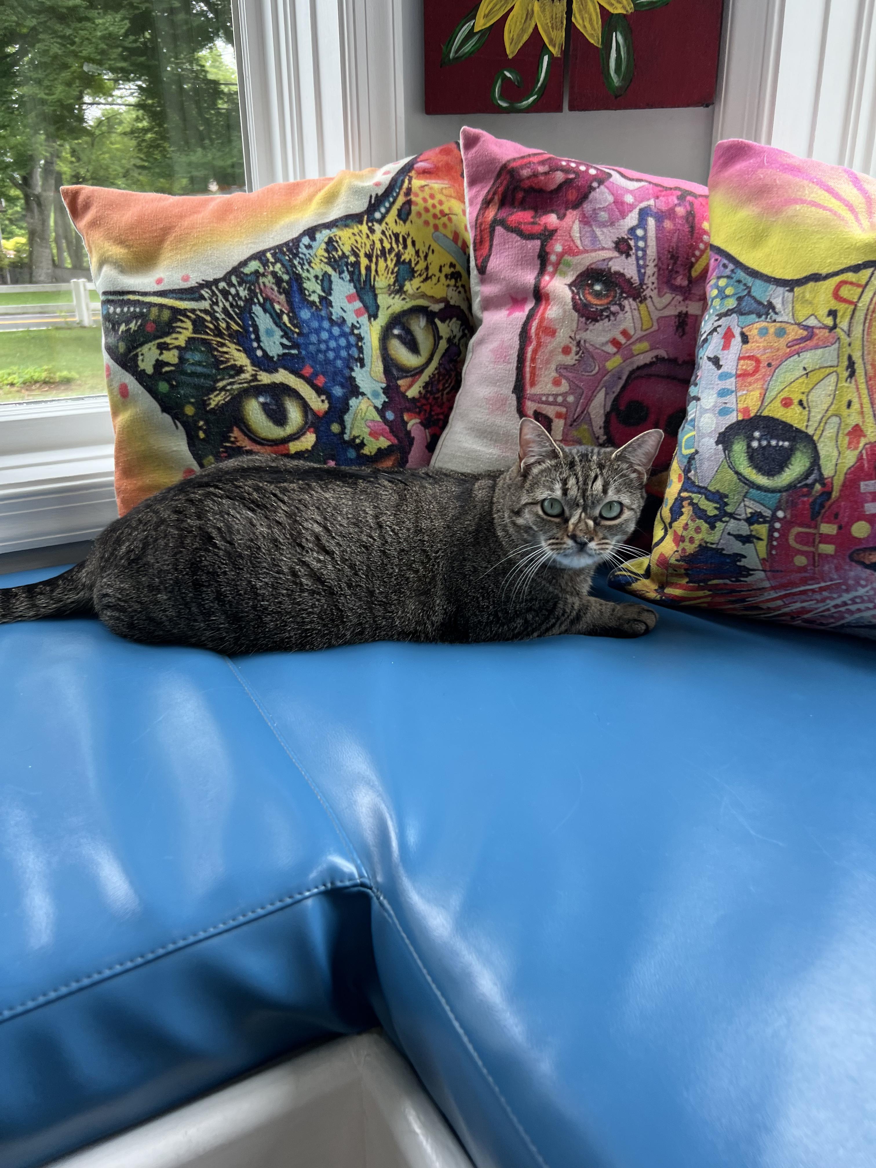 Enlarge Kiwi, a ADOPTABLE American Shorthair in Gaithersburg, MD image 3/4