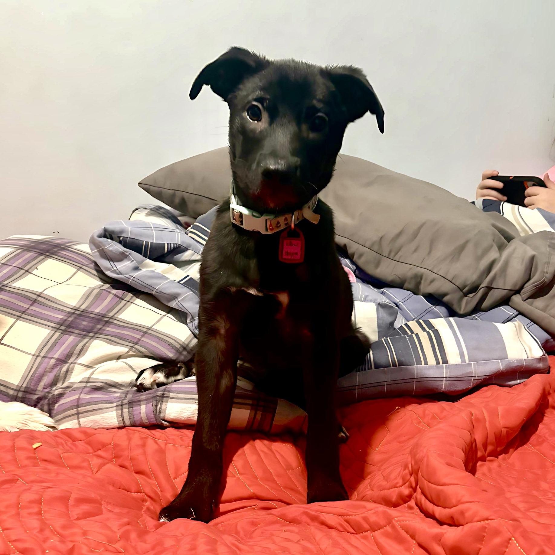 Honey, an adopted mixed breed in Saskatoon, SK image 2/5