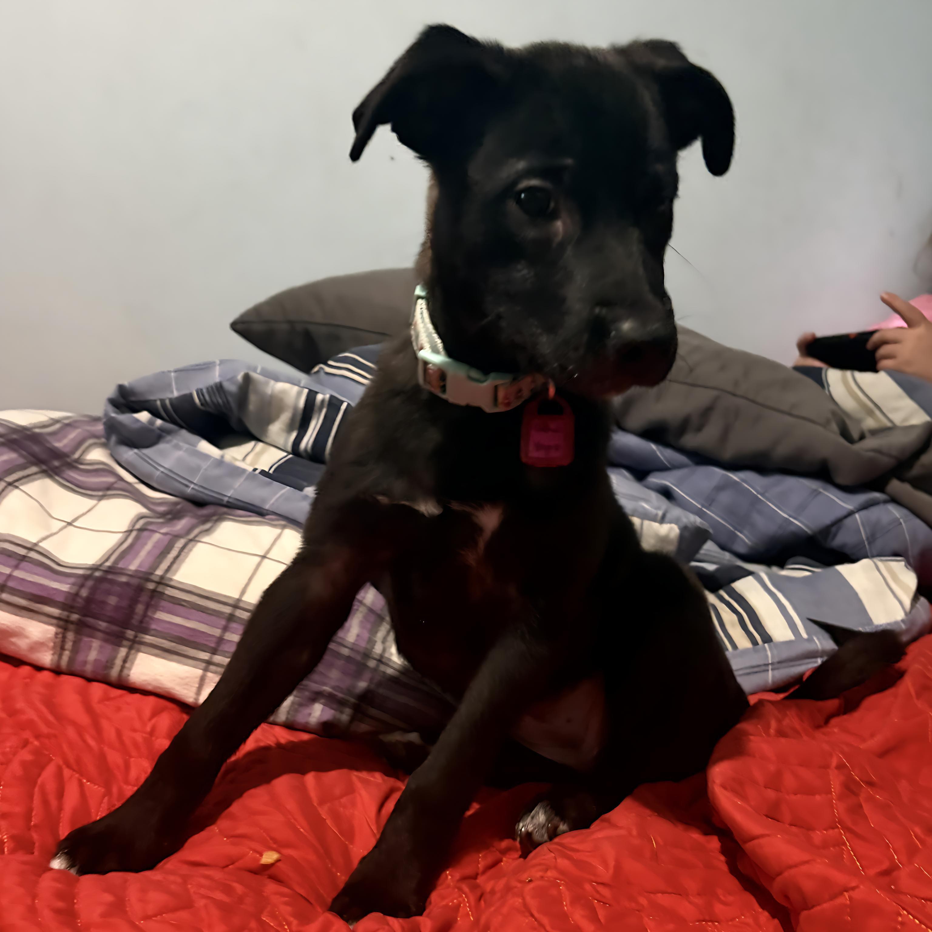 Honey, an adopted mixed breed in Saskatoon, SK image 5/5