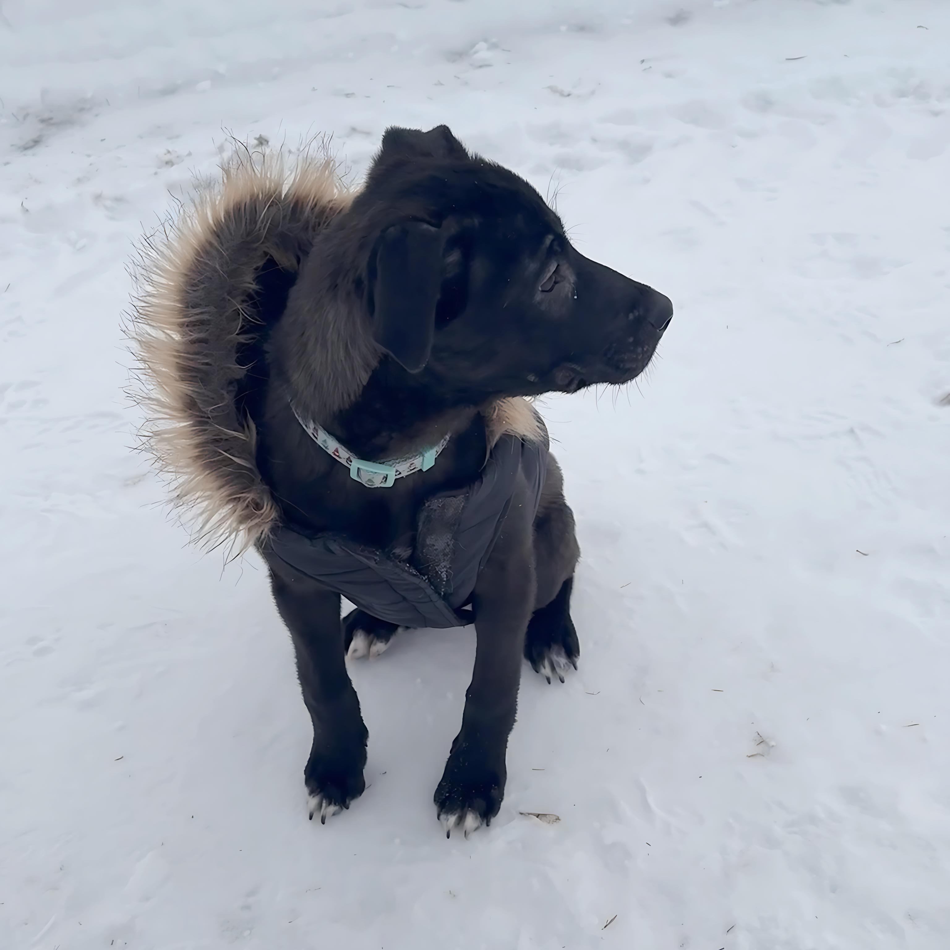 Honey, an adopted mixed breed in Saskatoon, SK image 3/5