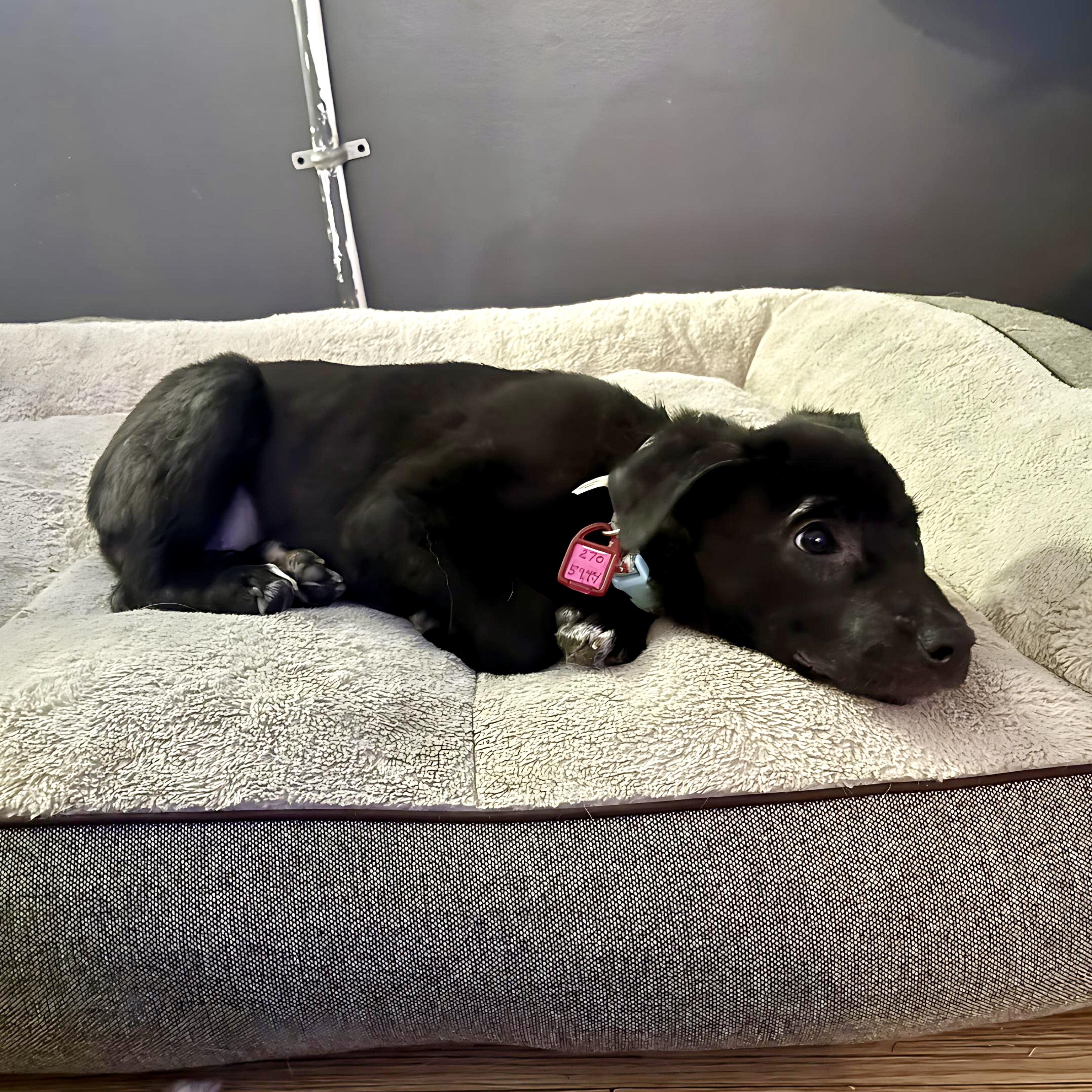 Honey, adopted, Puppy Female Mixed Breed.