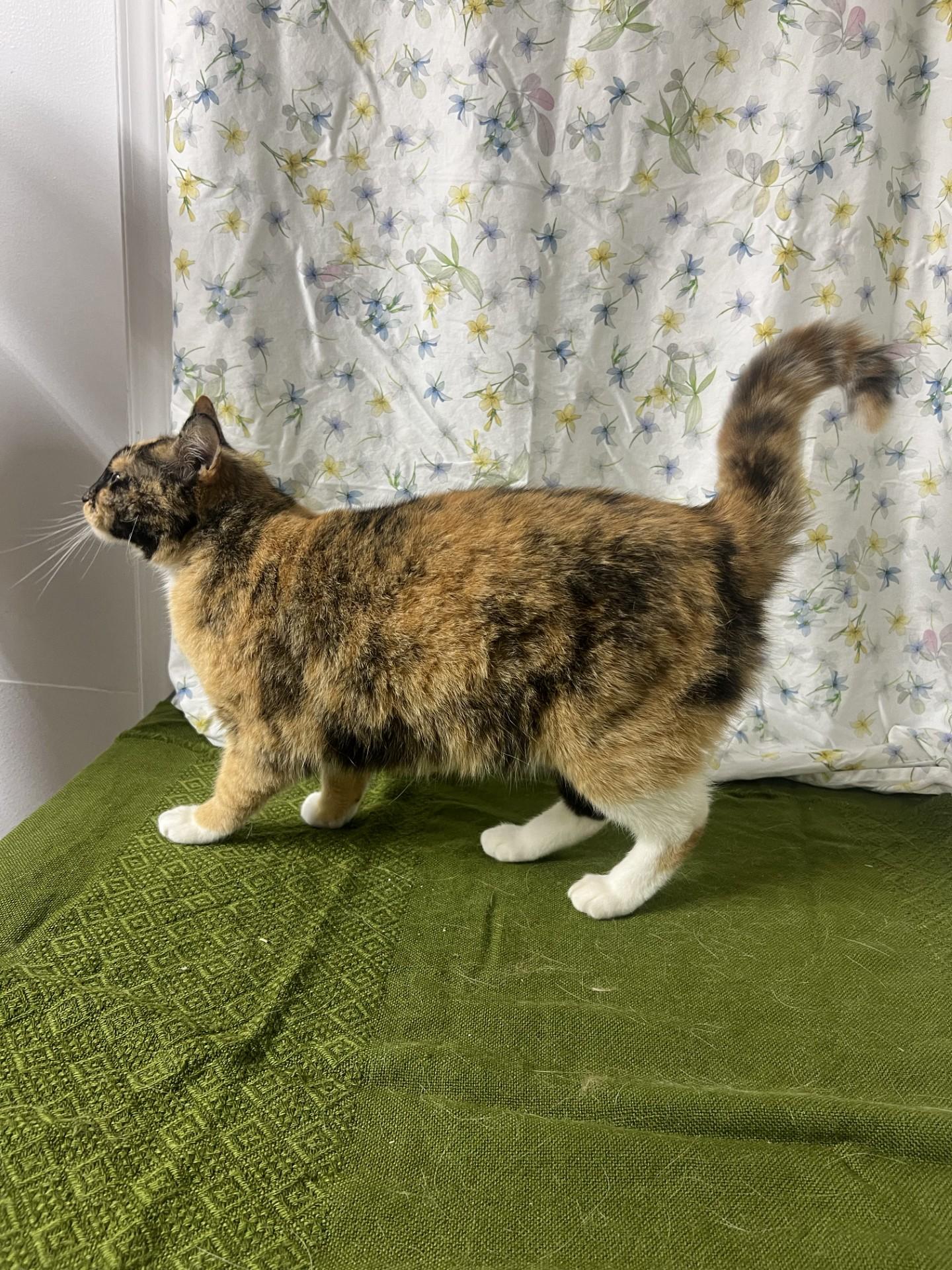 Enlarge Tiana, a ADOPTABLE mixed breed in Upper Sandusky, OH image 3/3