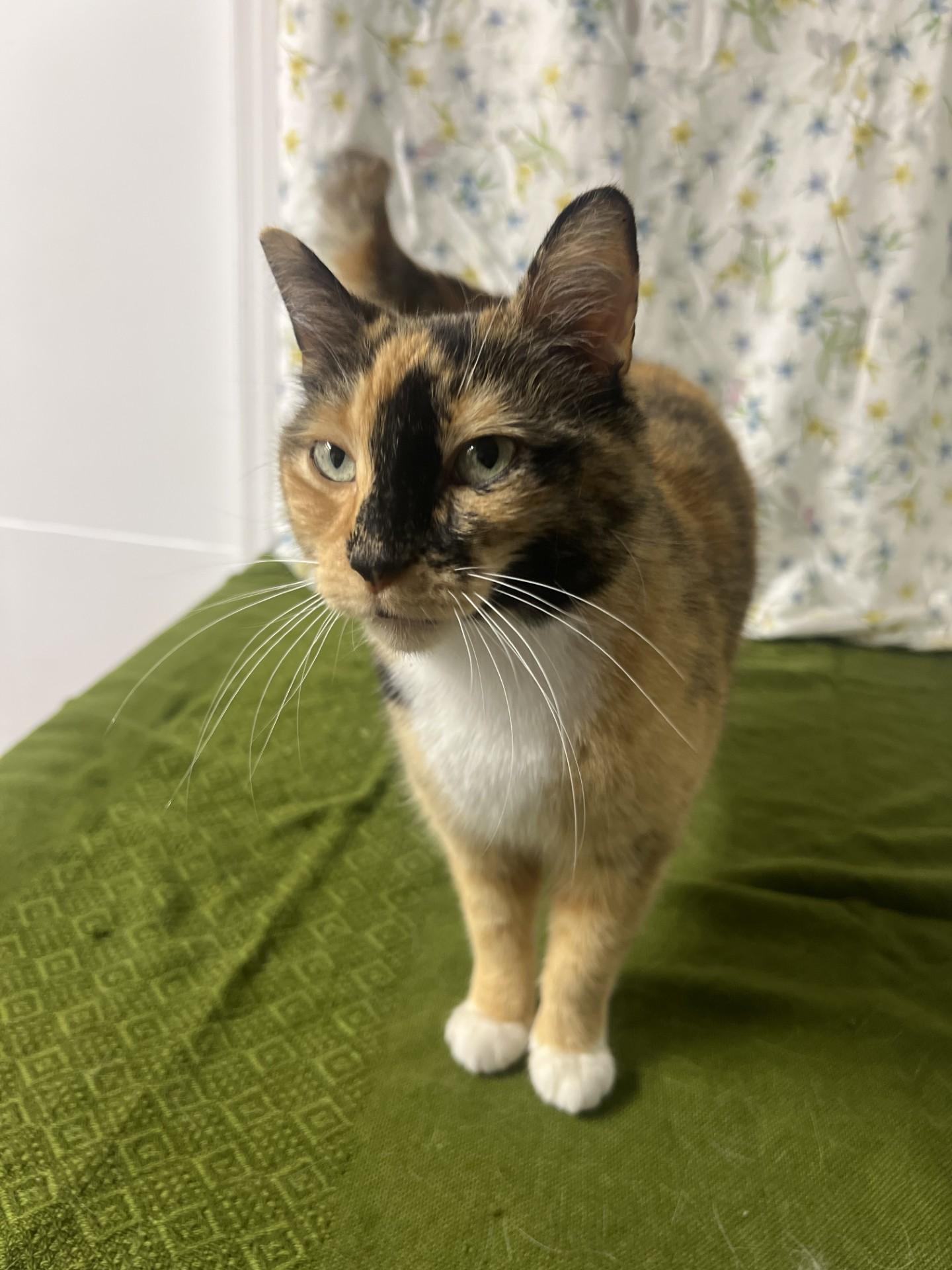 Tiana, ADOPTABLE, Adult Female Domestic Short Hair.