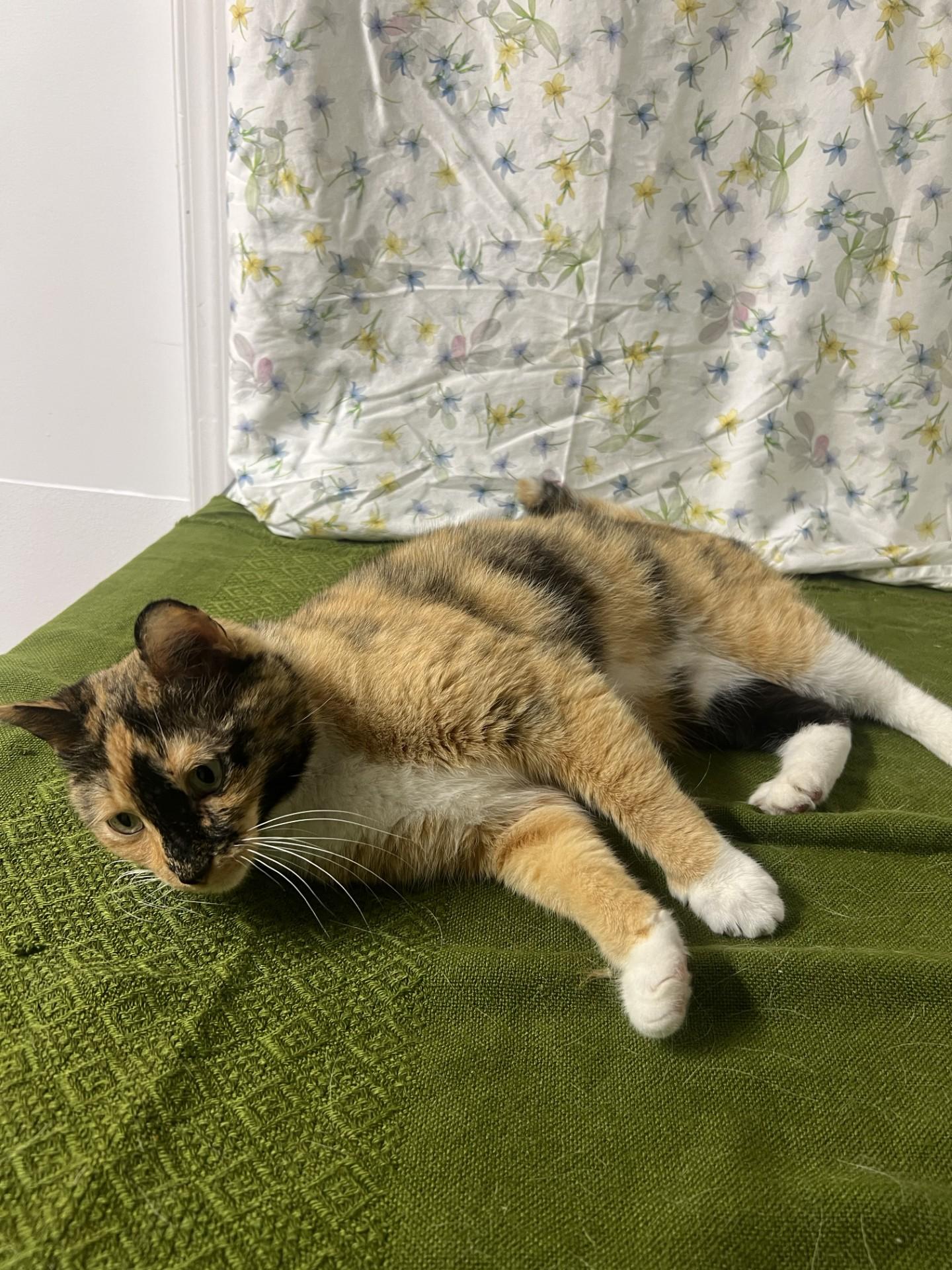 Enlarge Tiana, a ADOPTABLE mixed breed in Upper Sandusky, OH image 2/3