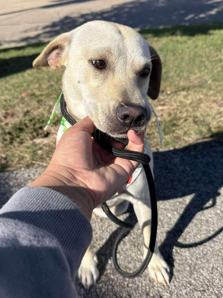Barrasso / Fredy, Adoptable, Adult Male Labrador Retriever.