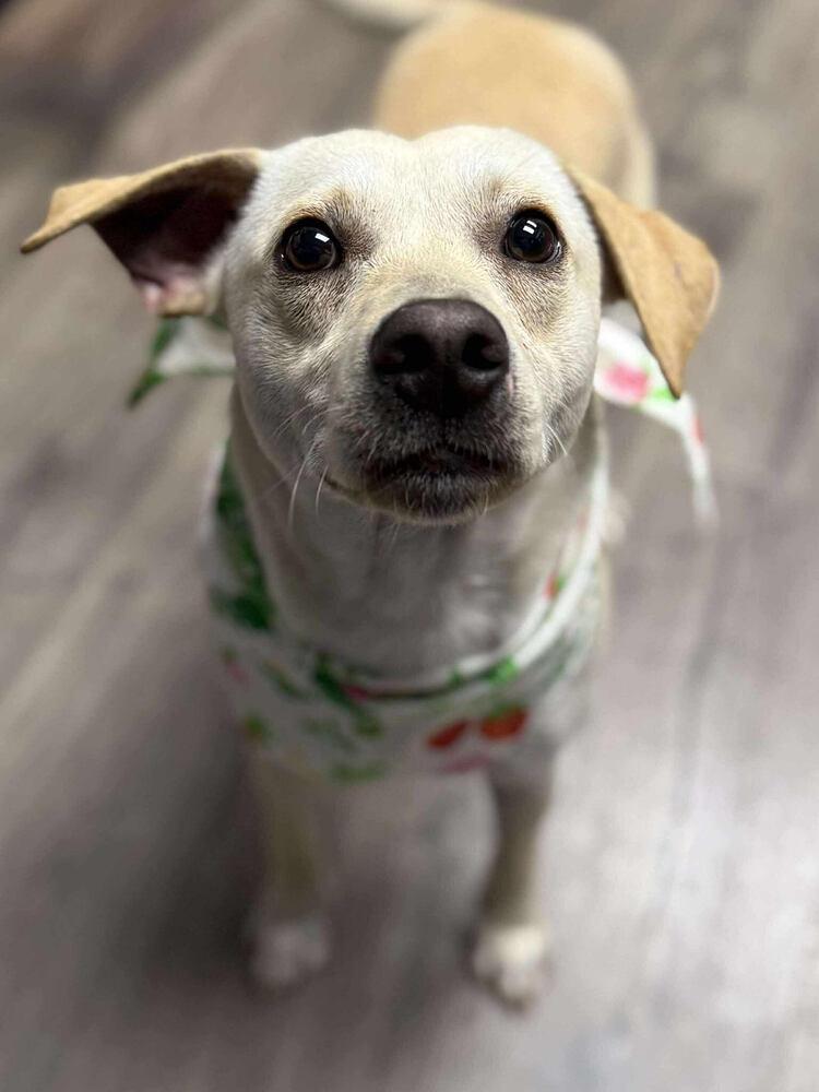 Barrasso / Fredy, a Adoptable mixed breed in Broomfield, CO image 2/4