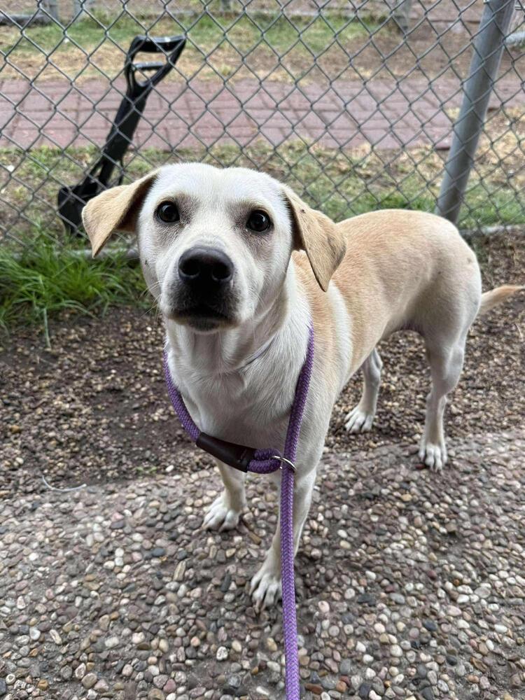 Barrasso / Fredy, a Adoptable mixed breed in Broomfield, CO image 3/4