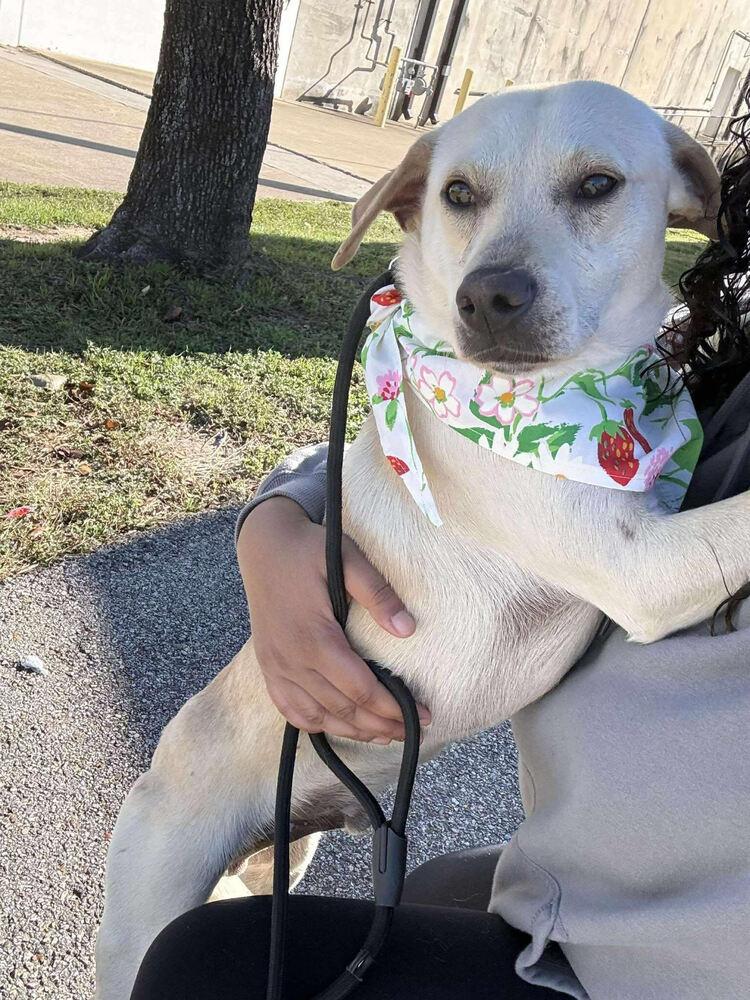 Barrasso / Fredy, a Adoptable mixed breed in Broomfield, CO image 4/4