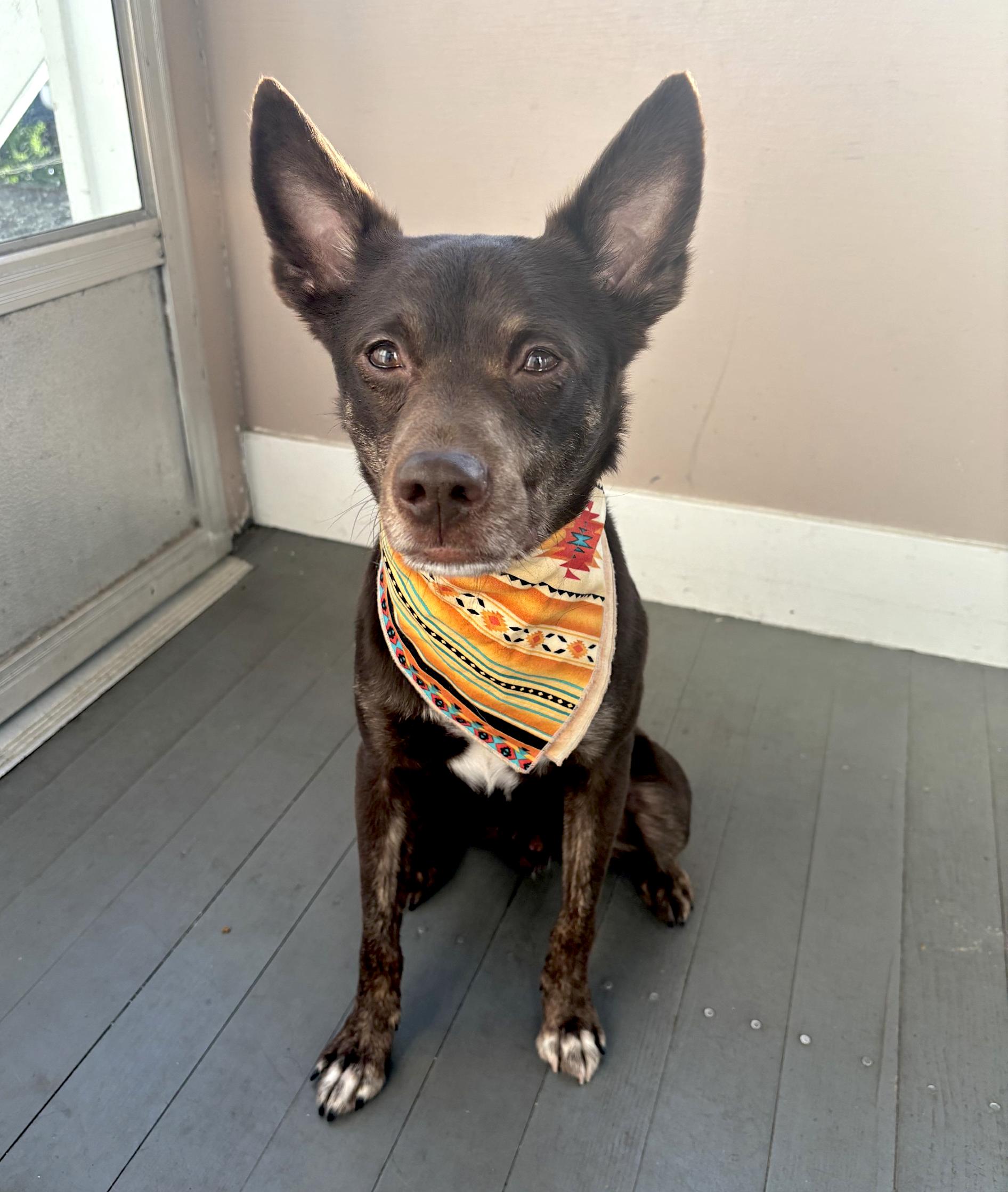 Beno, ADOPTABLE, Adult Male Australian Cattle Dog / Blue Heeler & Mixed Breed.