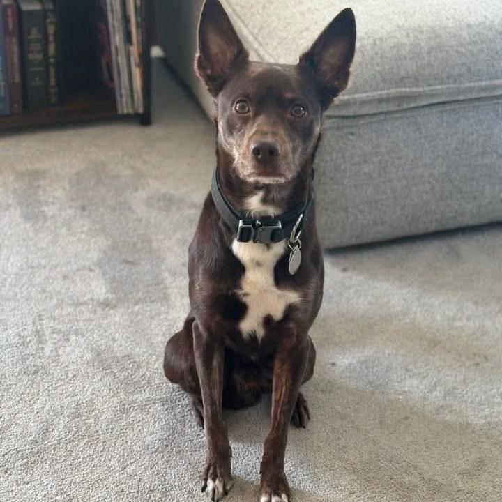 Beno, a ADOPTABLE mixed breed in Millbury, MA image 2/3