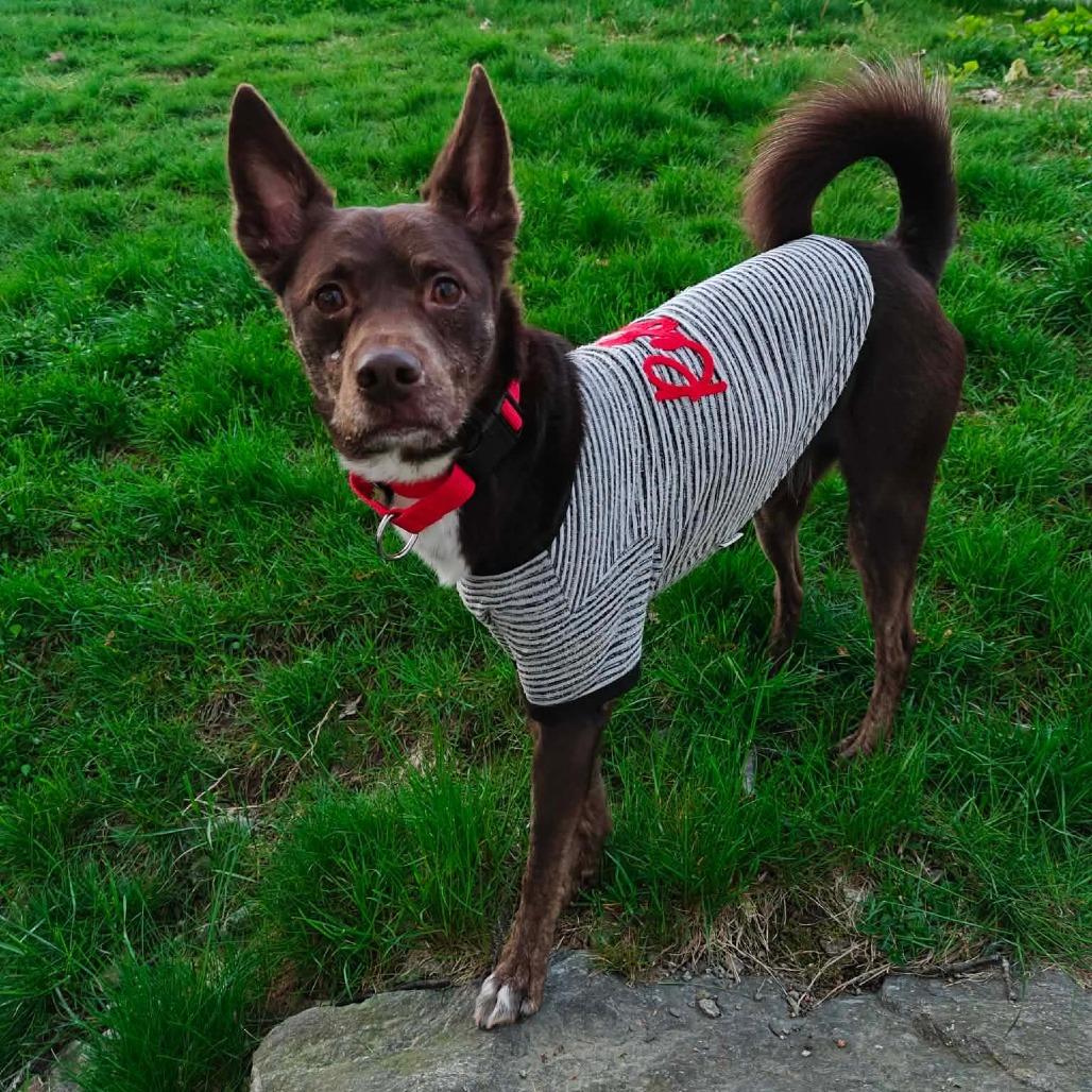 Beno, a ADOPTABLE mixed breed in Millbury, MA image 3/3