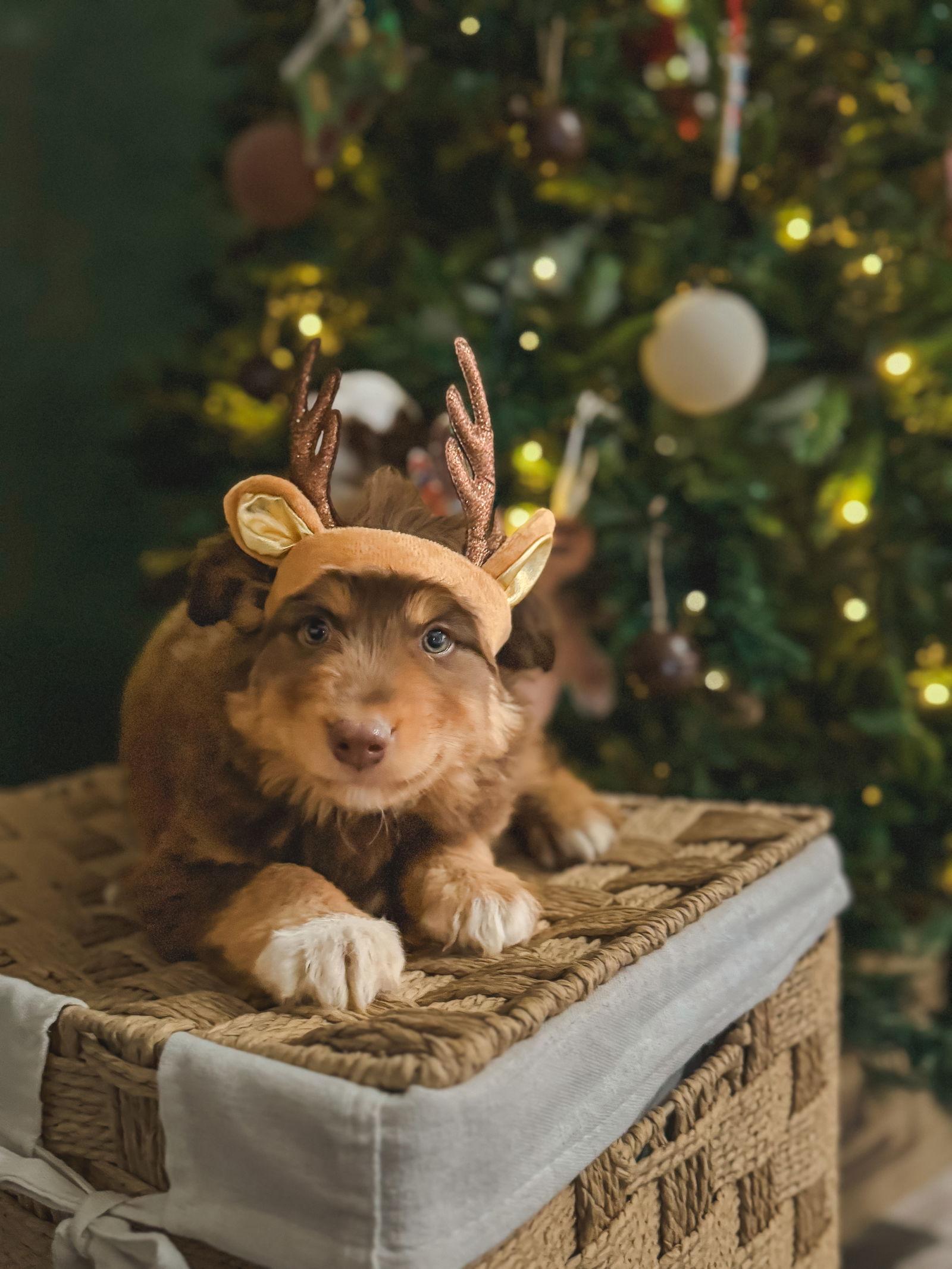 Enlarge Gold Potato, a Adoptable Australian Shepherd in PHOENIX, AZ image 1/2