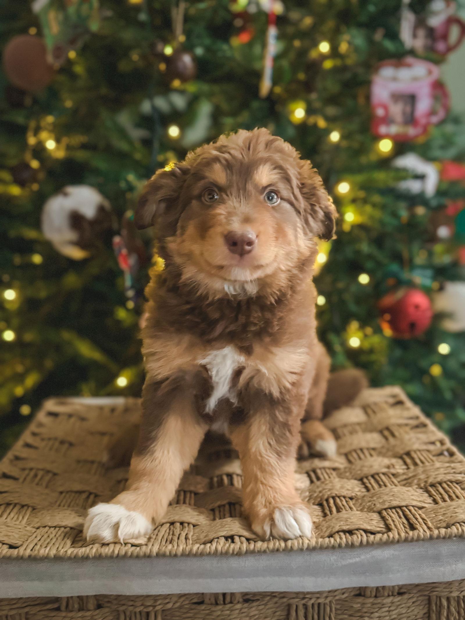 Enlarge Gold Potato, a Adoptable Australian Shepherd in PHOENIX, AZ image 2/2