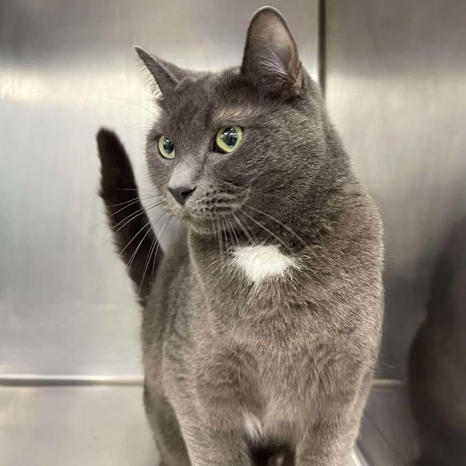 Squirrel, ADOPTABLE, Adult Male Domestic Short Hair.