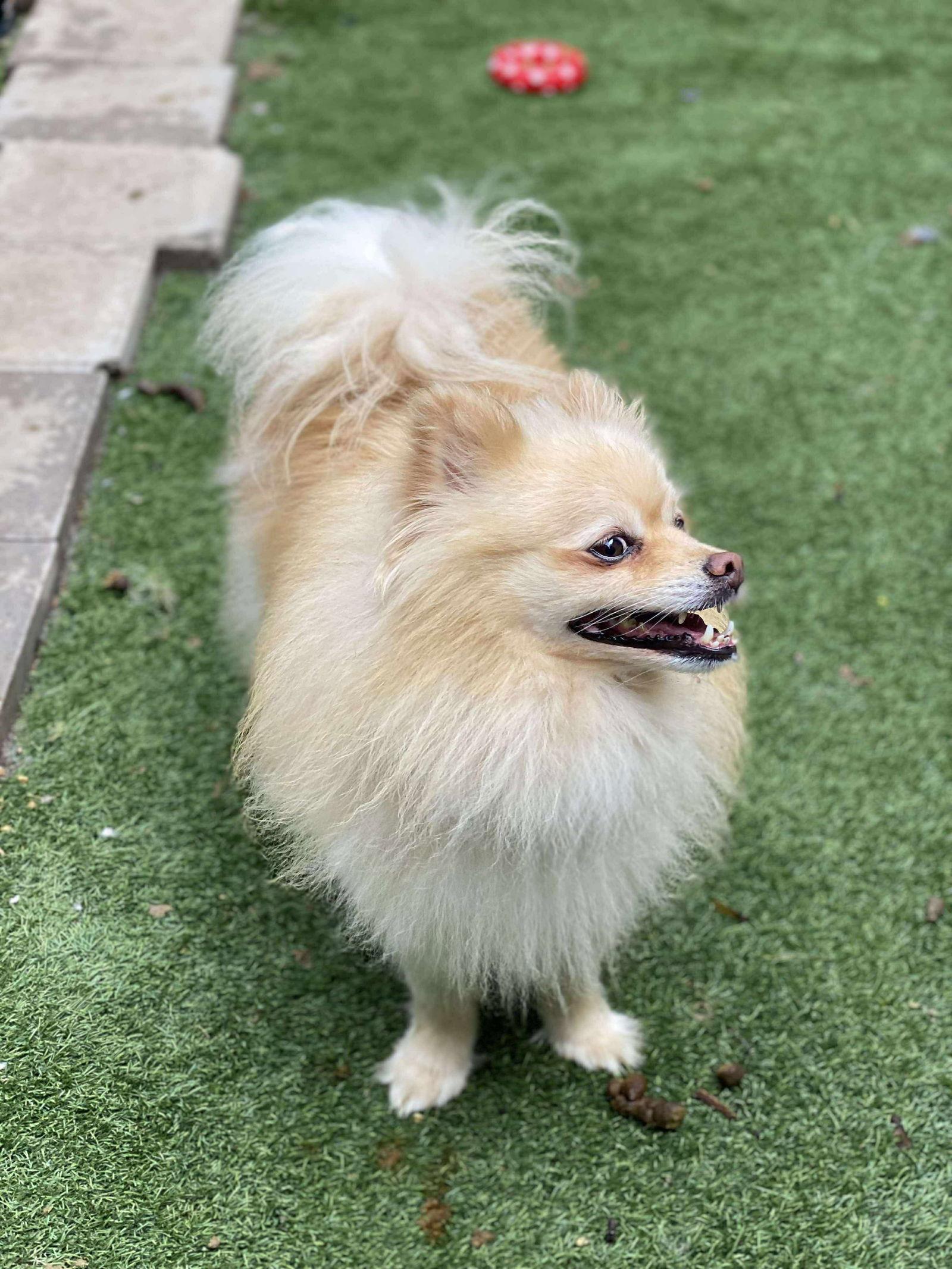 Buddy, Adoptable, Adult Male Pomeranian.