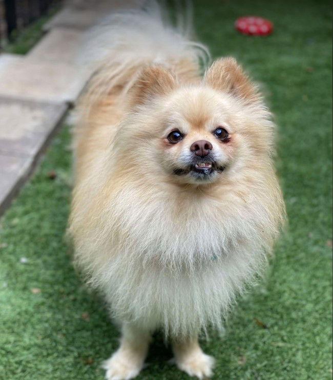 Enlarge Buddy, a Adoptable Pomeranian in Lewistown, PA image 2/2