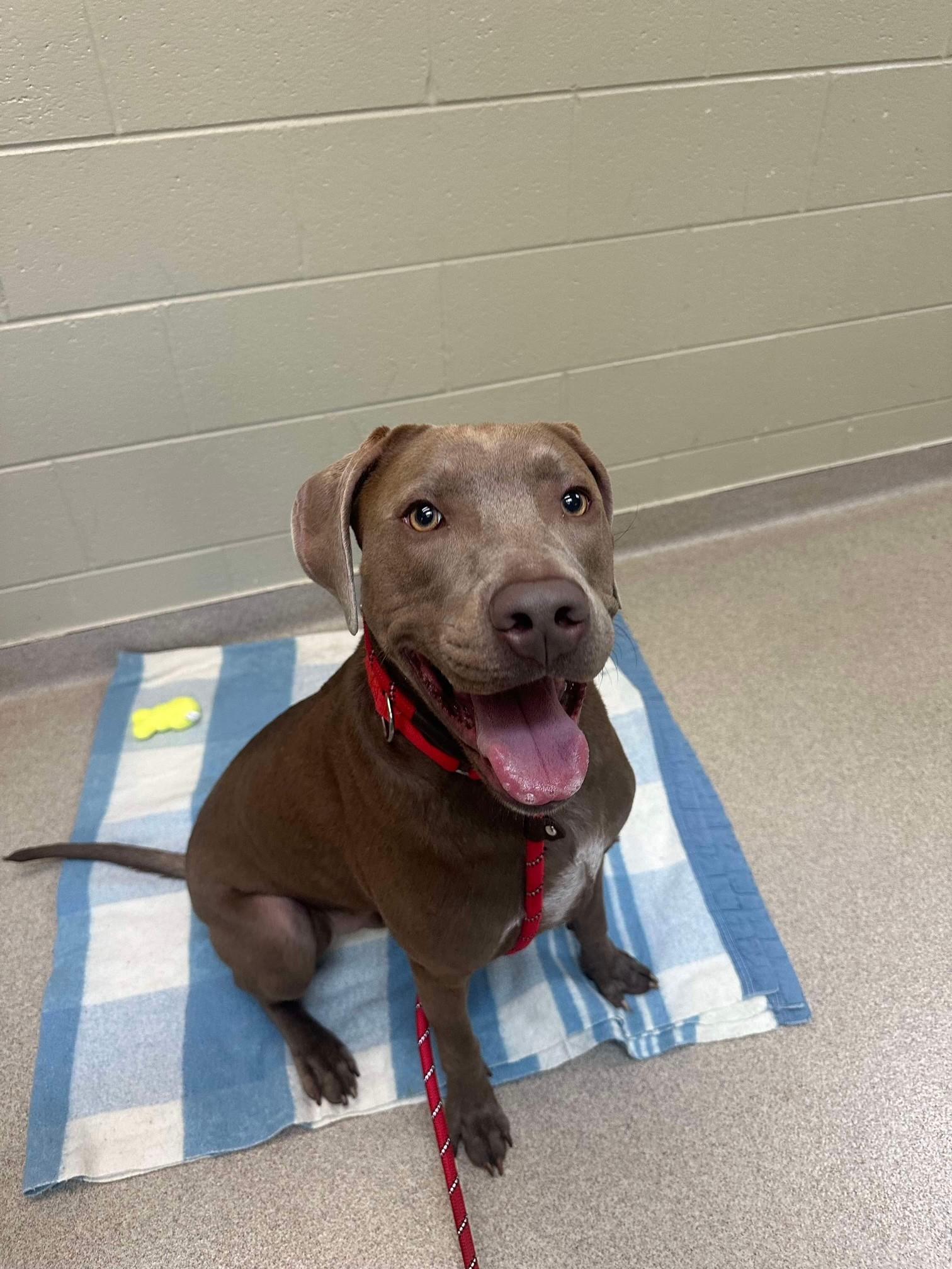 Oakley, ADOPTABLE, Adult Male Mixed Breed.