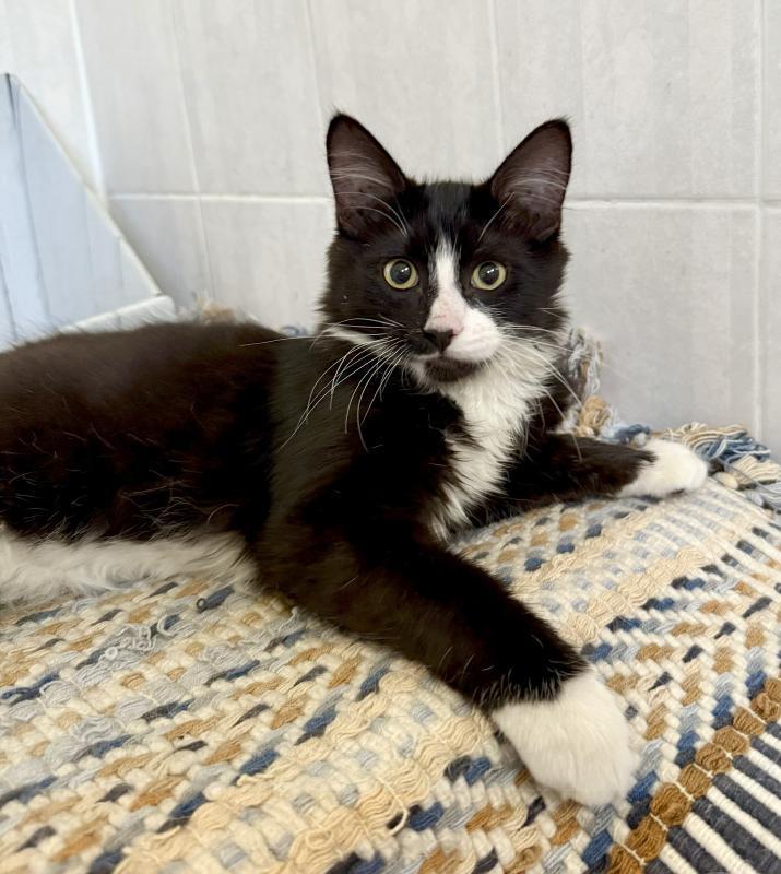 Sunnyvale Cat Adoption: Find Your Perfect Feline Friend Today