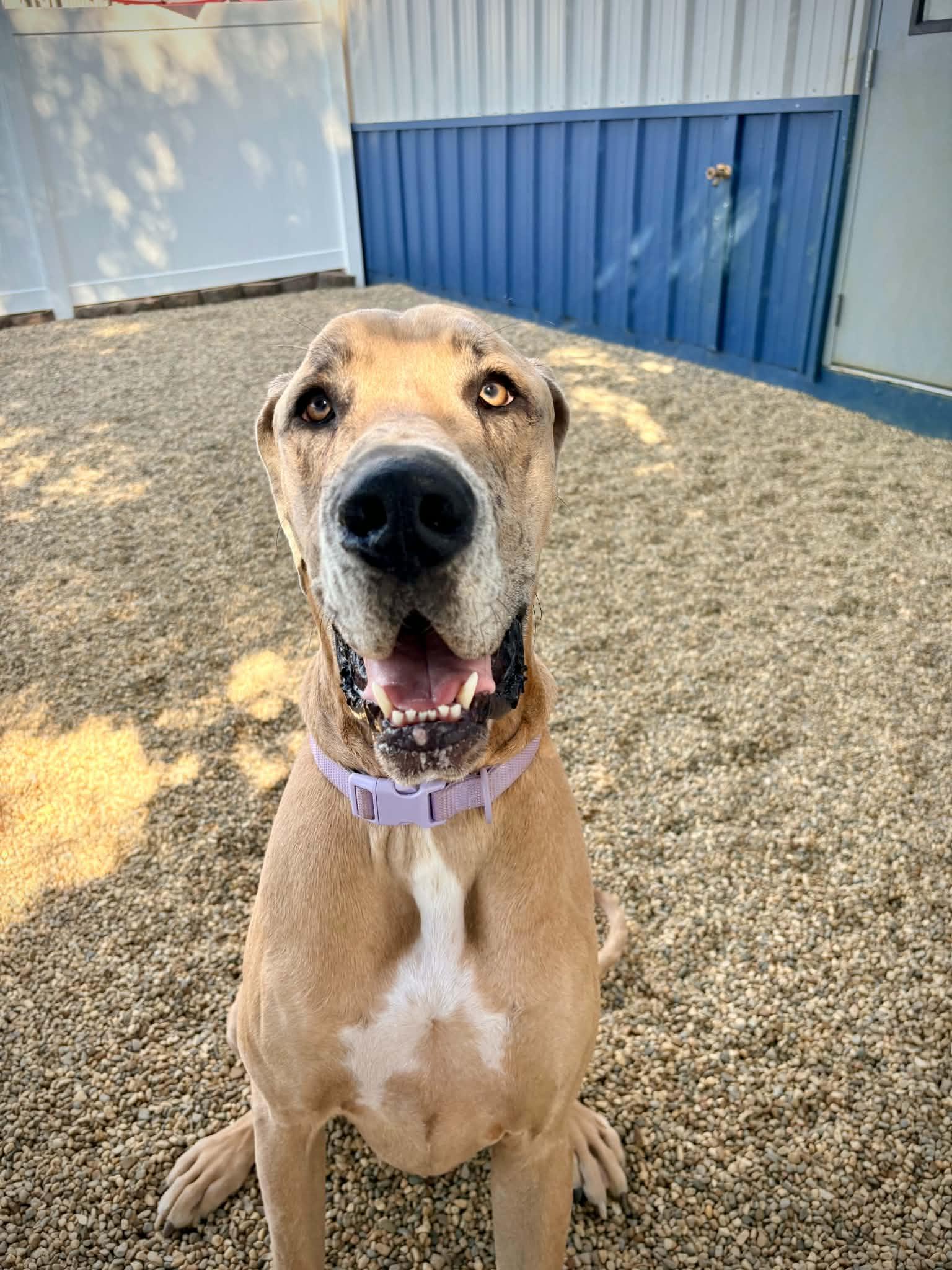 Bishop, an adopted Great Dane in Kalamazoo, MI image 1/5