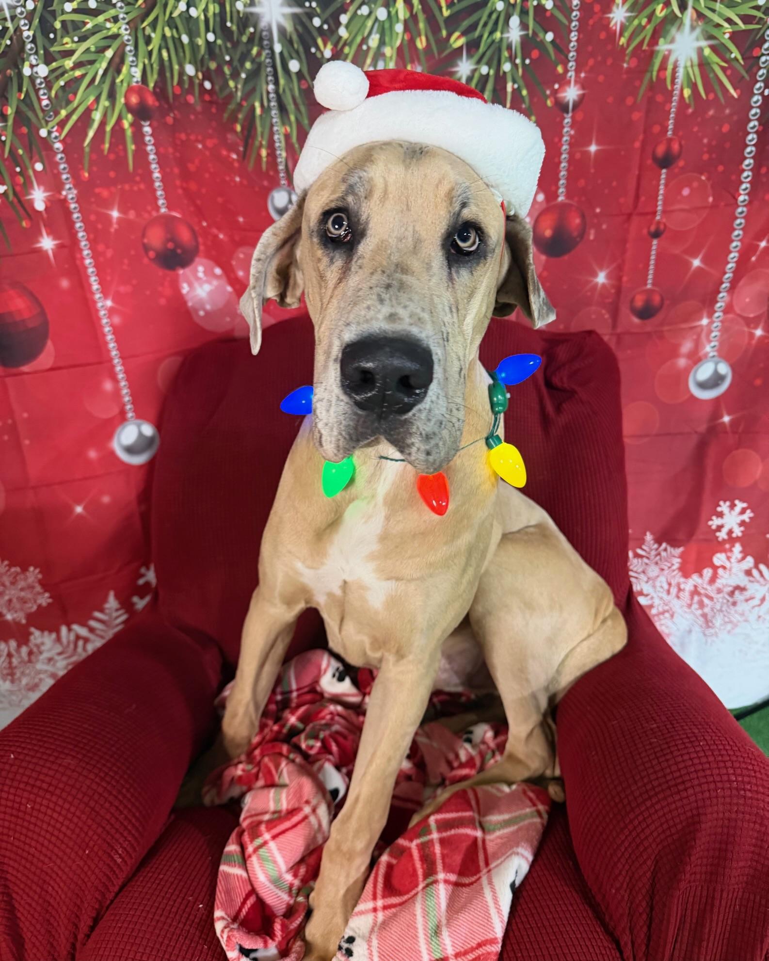 Bishop, an adopted Great Dane in Kalamazoo, MI image 4/5