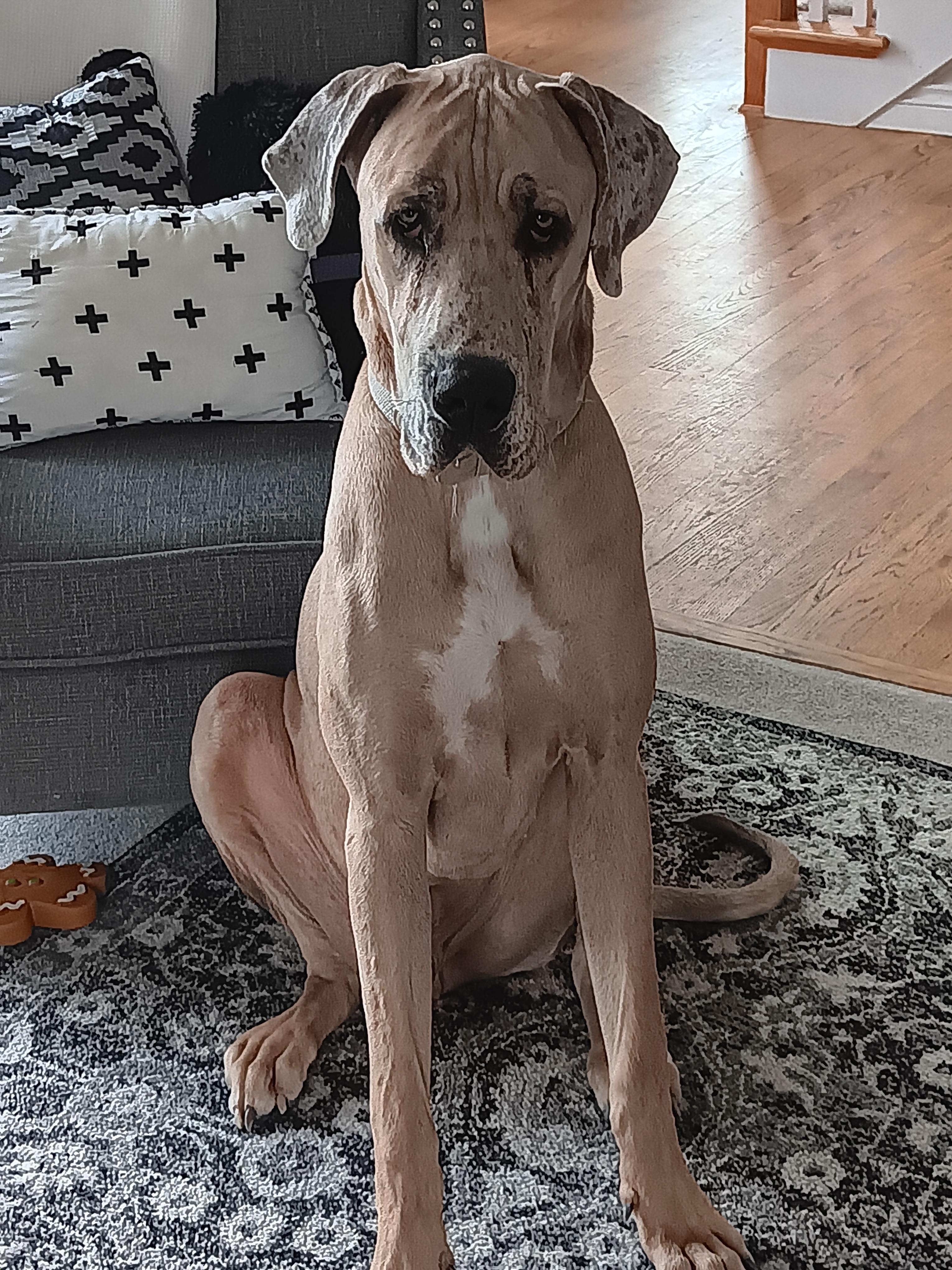 Bishop, an adopted Great Dane in Kalamazoo, MI image 5/5