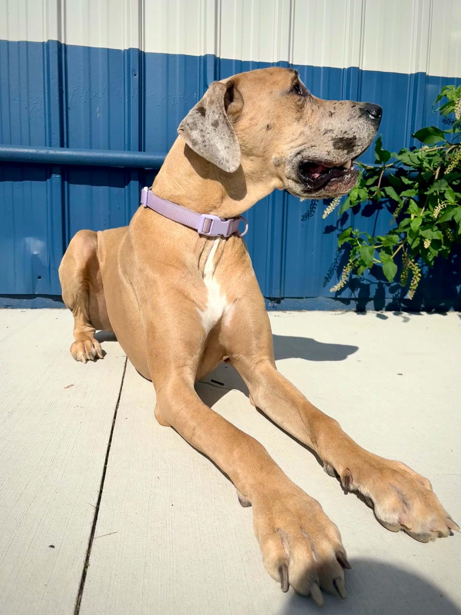 Bishop, an adopted Great Dane in Kalamazoo, MI image 2/5