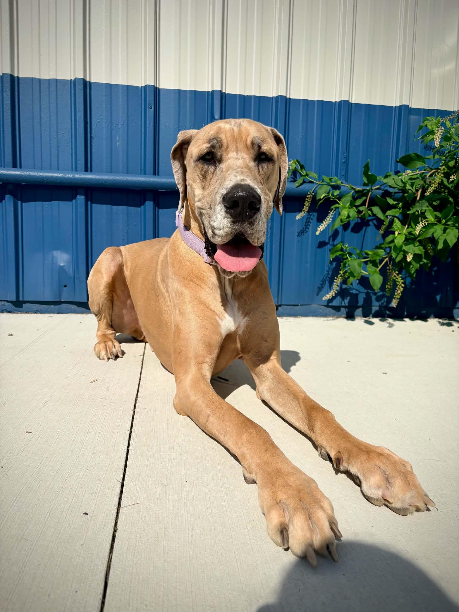 Bishop, an adopted Great Dane in Kalamazoo, MI image 3/5