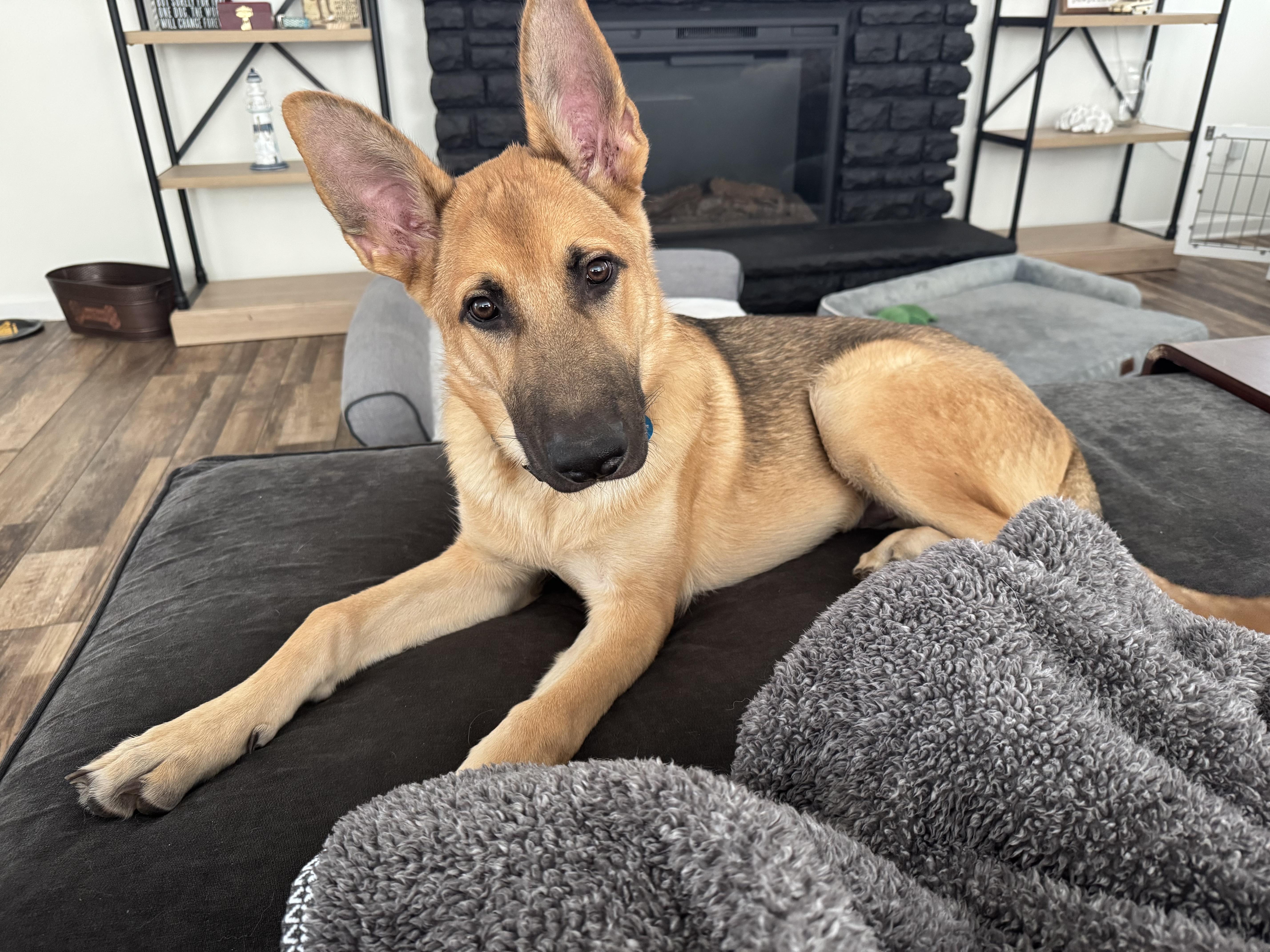 Enlarge Jersey, a ADOPTABLE German Shepherd Dog in Manahawkin, NJ image 1/2