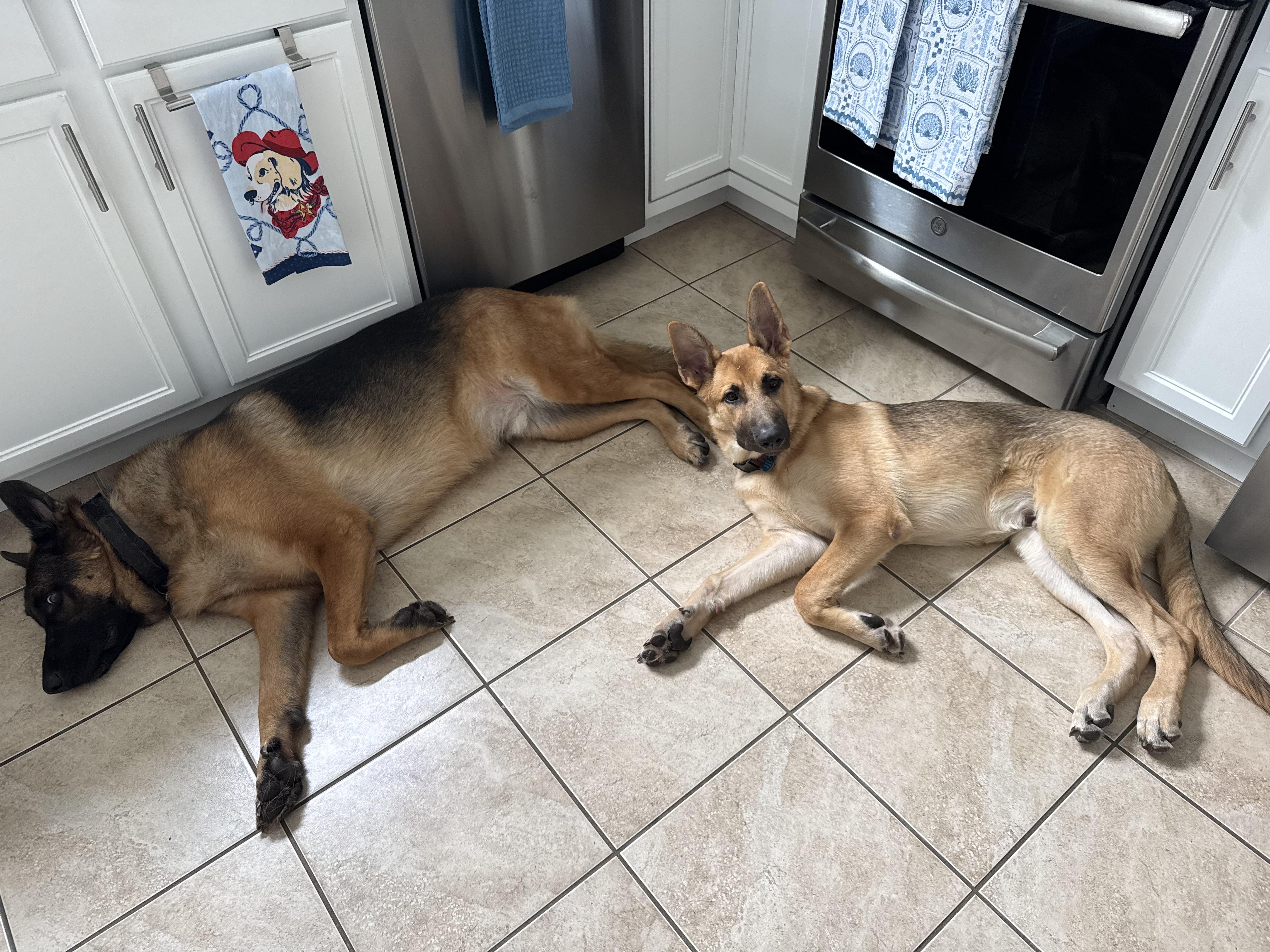 Enlarge Jersey, a ADOPTABLE German Shepherd Dog in Manahawkin, NJ image 2/2