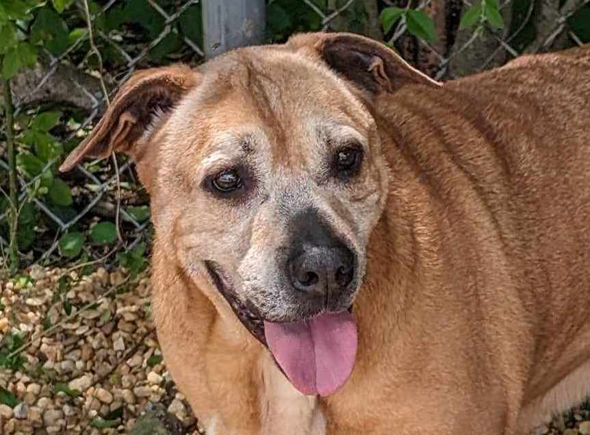 Enlarge Brutus, a Adoptable mixed breed in Anniston, AL image 2/6
