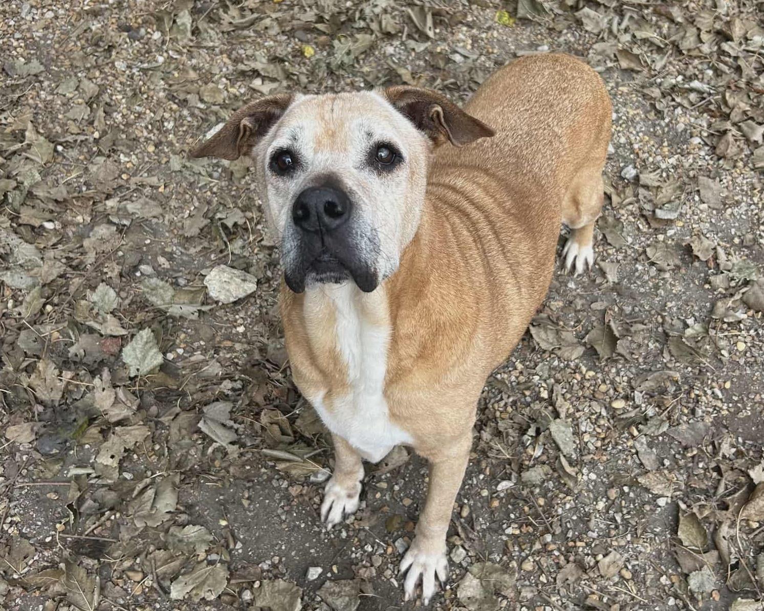 Enlarge Brutus, a Adoptable mixed breed in Anniston, AL image 5/6