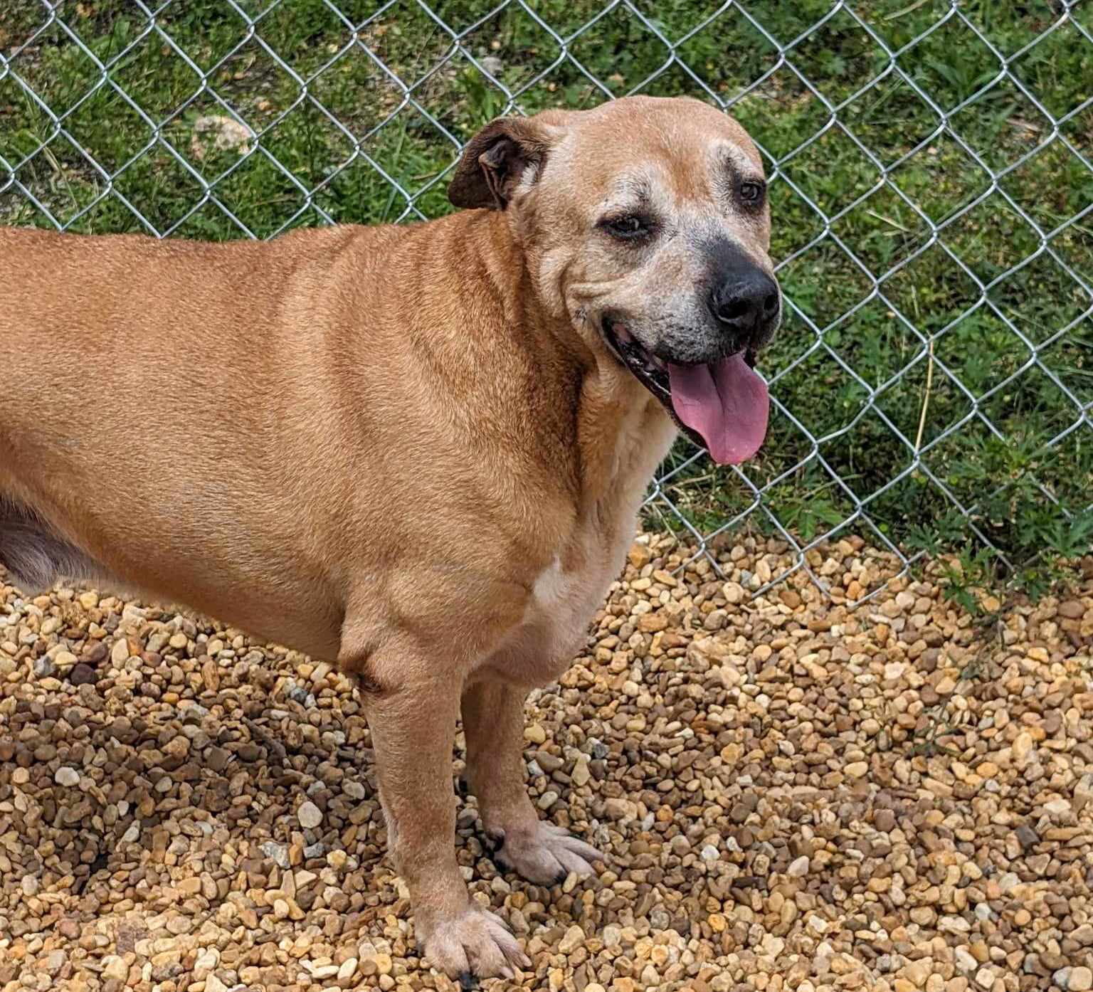 Enlarge Brutus, a Adoptable mixed breed in Anniston, AL image 4/6