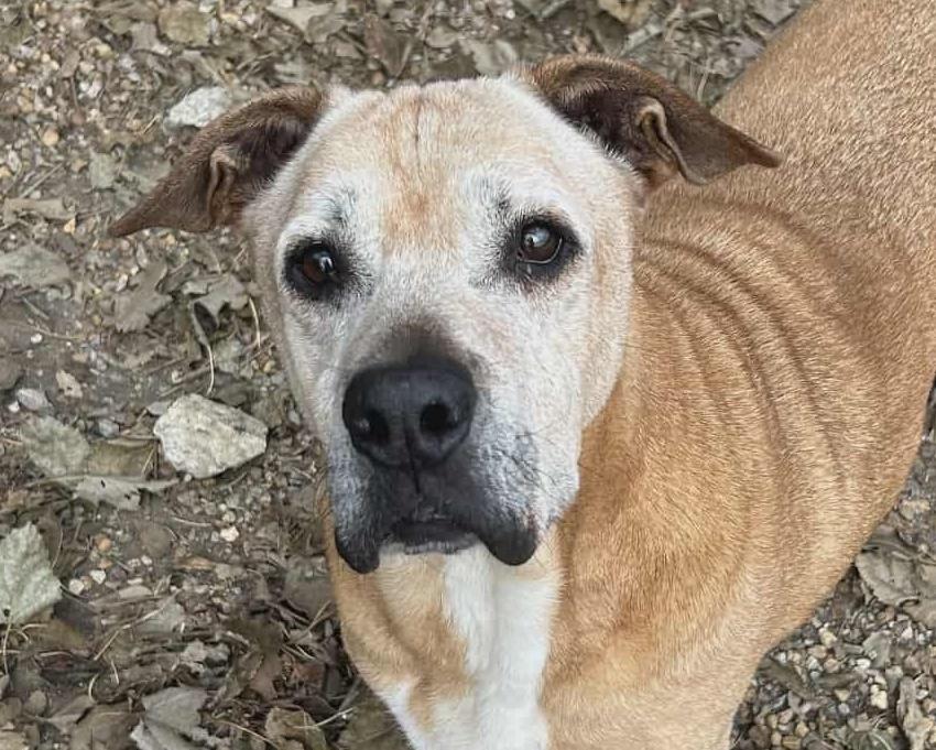 Enlarge Brutus, a Adoptable mixed breed in Anniston, AL image 1/6
