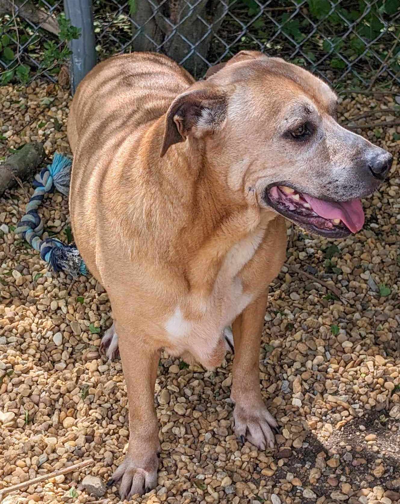Enlarge Brutus, a Adoptable mixed breed in Anniston, AL image 6/6