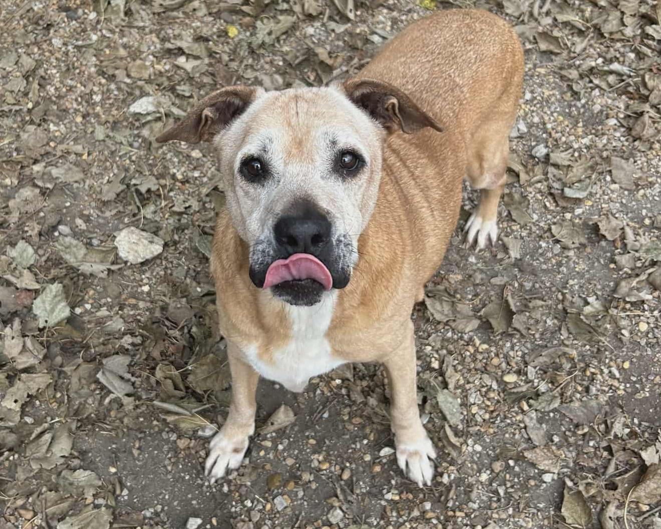 Enlarge Brutus, a Adoptable mixed breed in Anniston, AL image 3/6