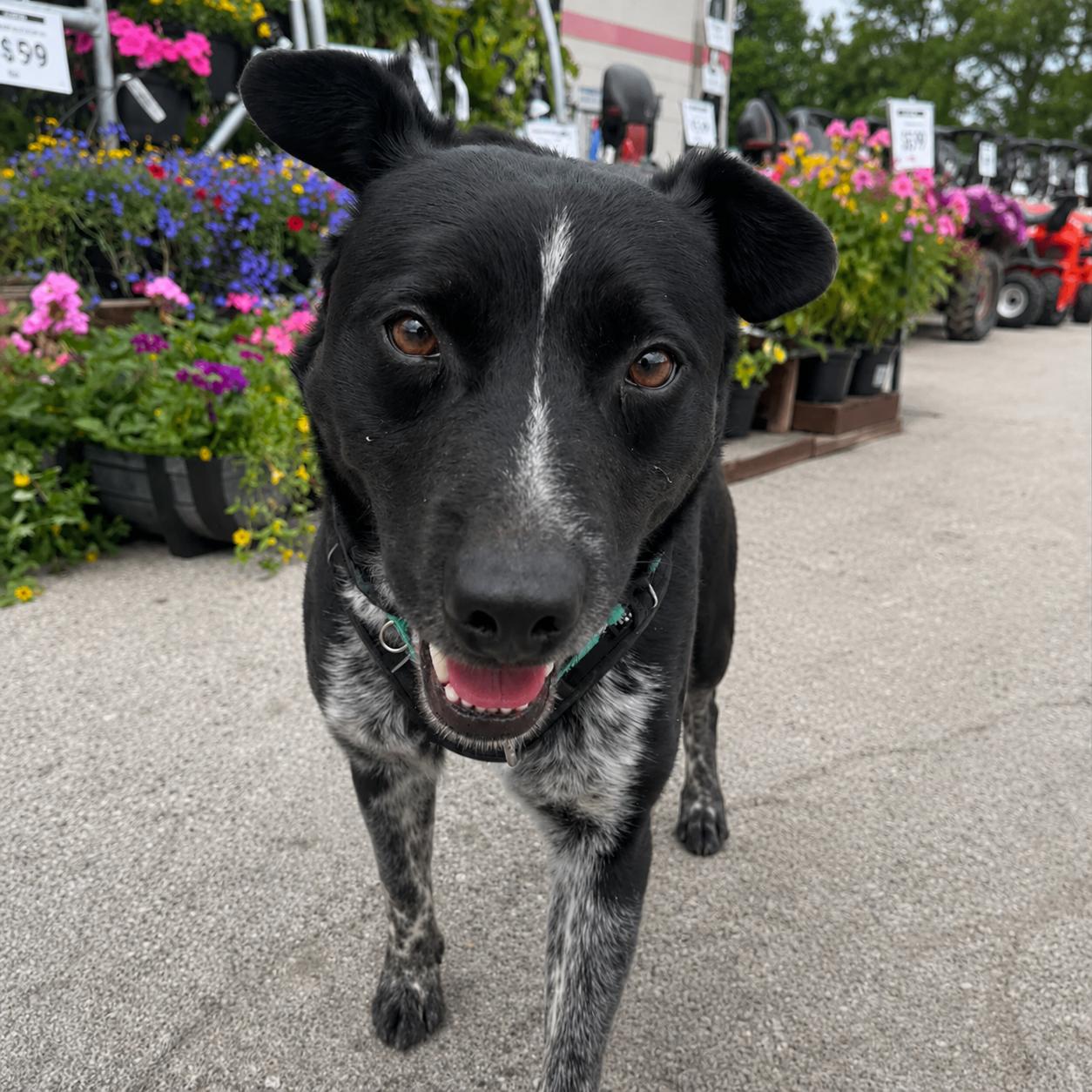 Boris, ADOPTABLE, Adult Male Cattle Dog.