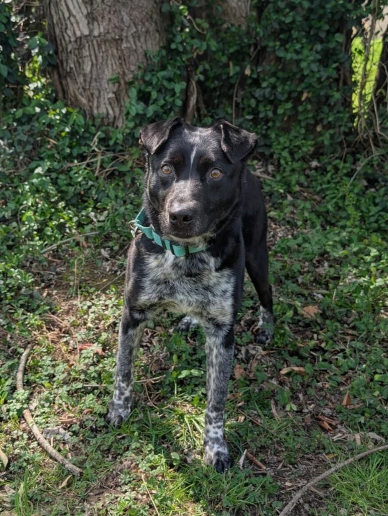 Boris, ADOPTABLE, Adult Male Cattle Dog.