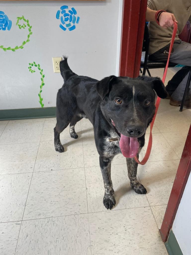 Enlarge Boris, a ADOPTABLE mixed breed in Maysville, KY image 1/1