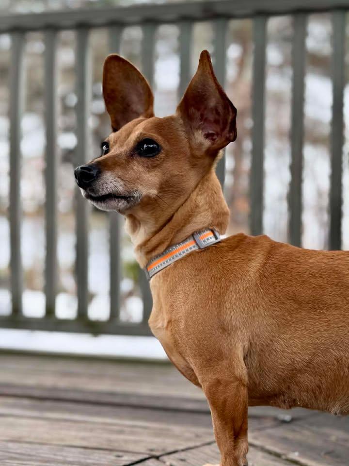 Enlarge Bambi, a Adopted Mixed Breed in Stamford, CT image 1/3