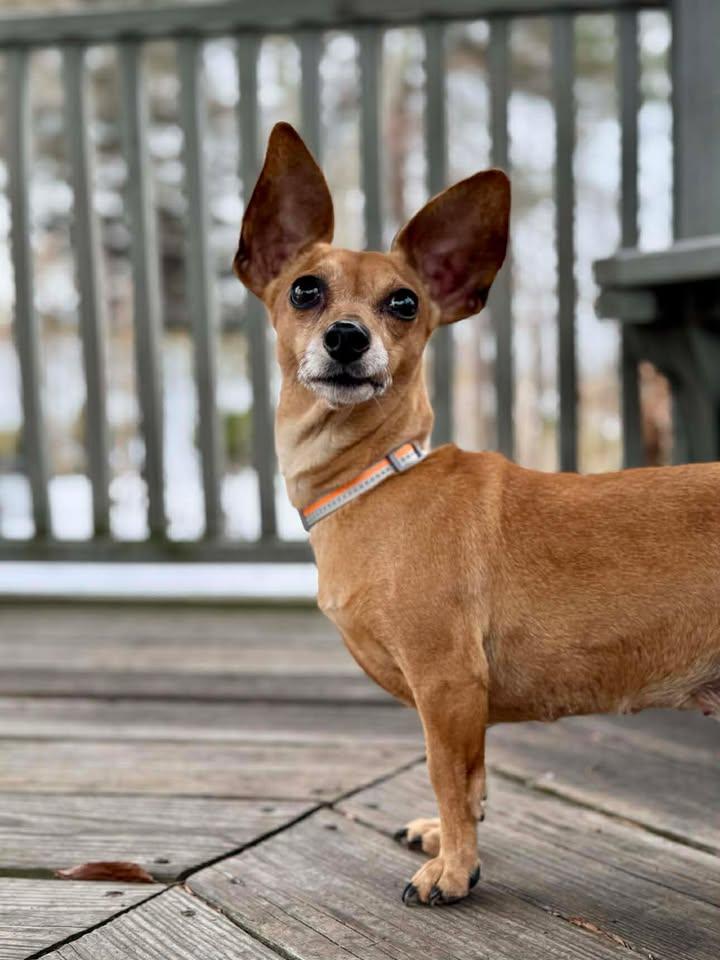Enlarge Bambi, a Adopted Mixed Breed in Stamford, CT image 3/3